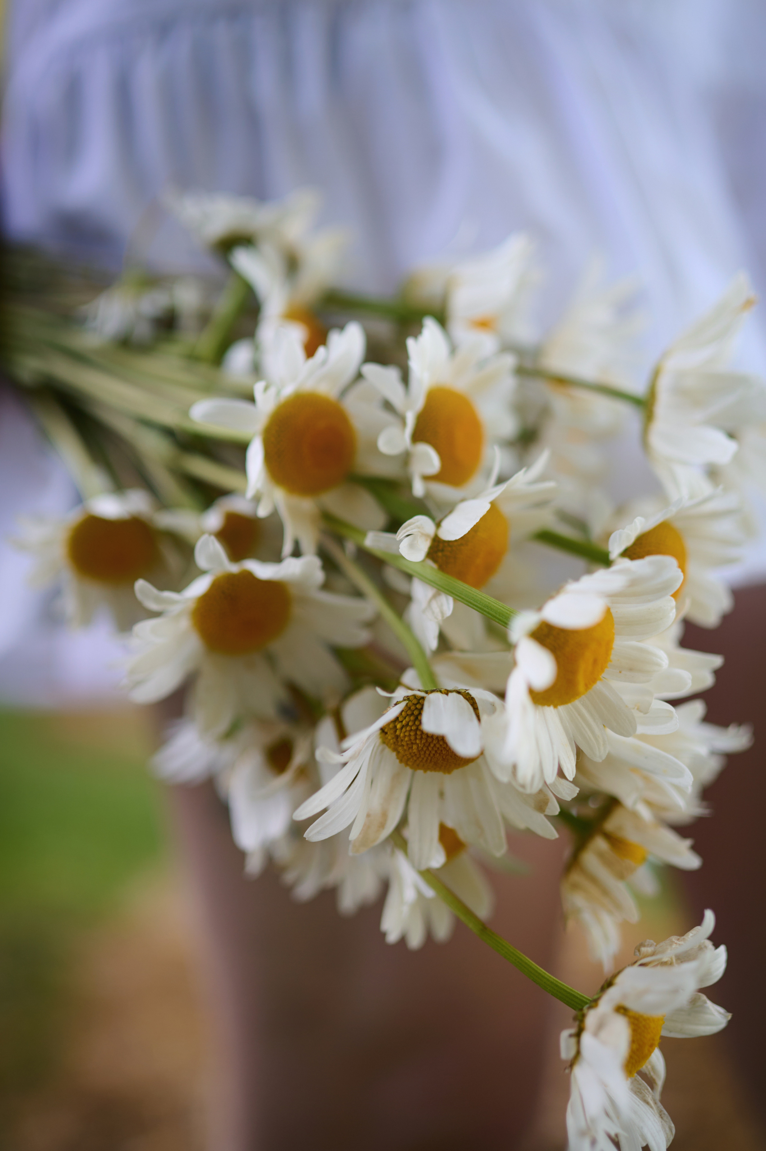 Екатерина. На заре. Фотограф анималист в Казани Алина Сулейманова. Фотограф животных