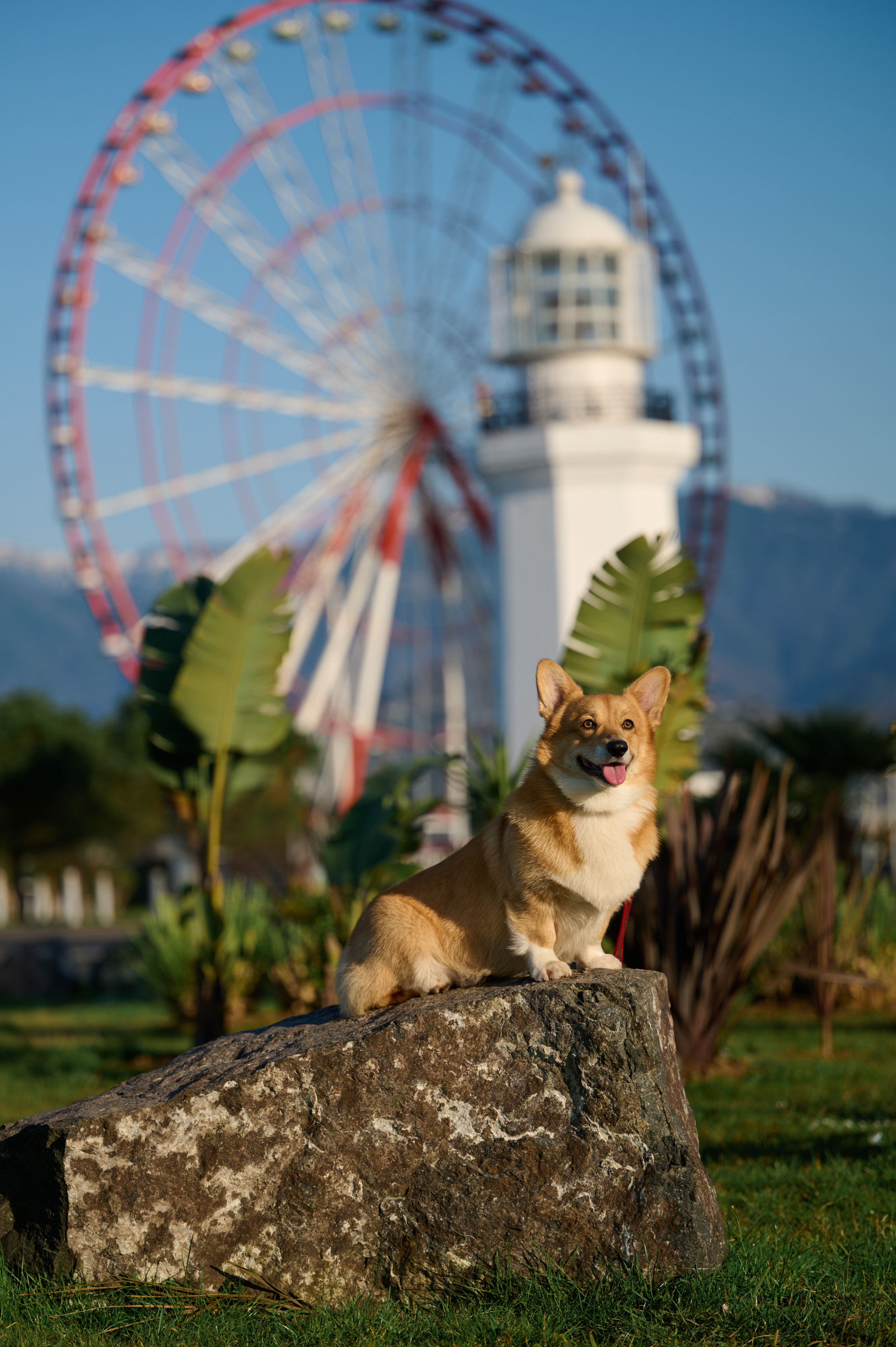 Полина и Вайрон. Фотограф анималист в Казани Алина Сулейманова. Фотограф животных