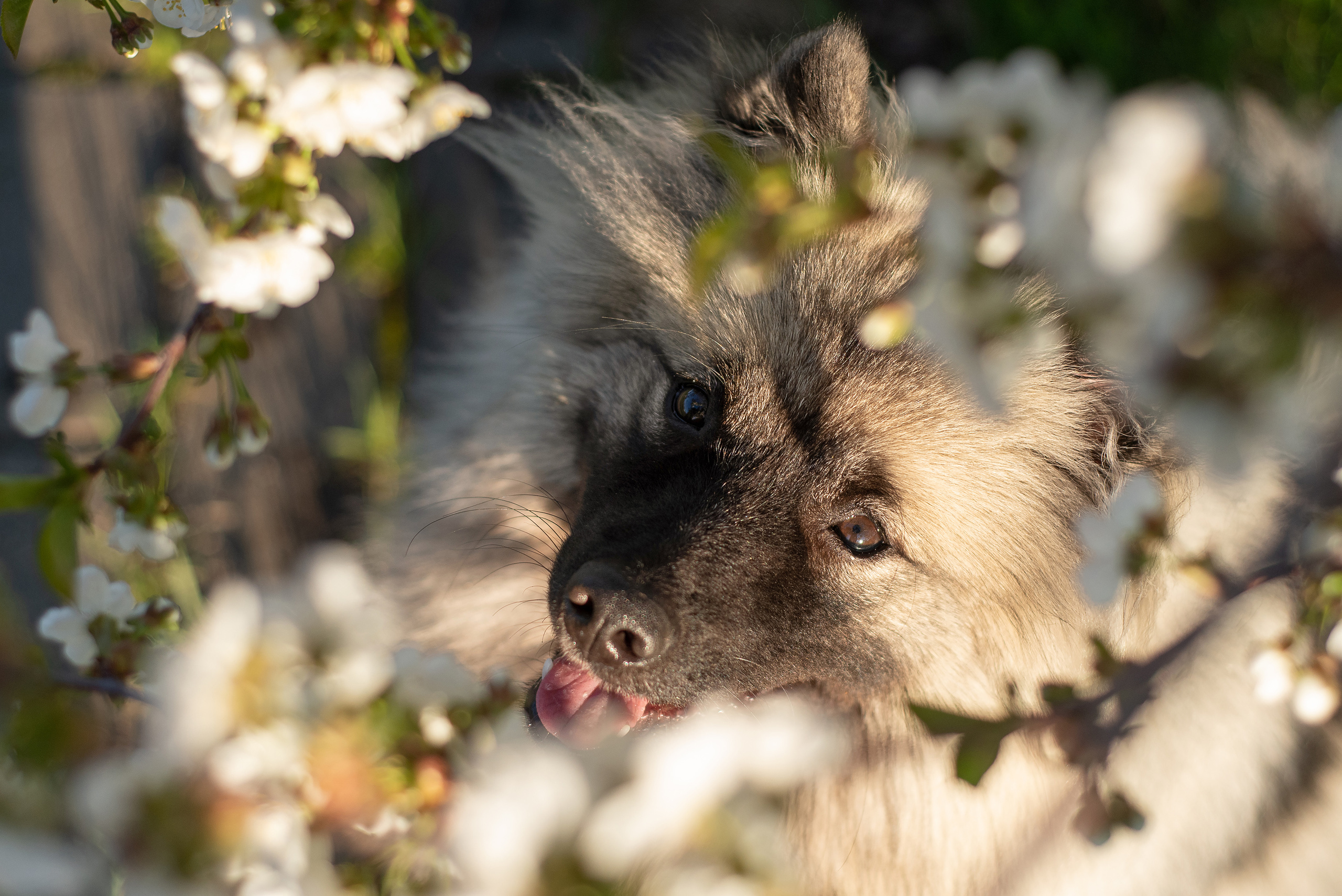 Шанти. Фотограф анималист в Казани Алина Сулейманова. Фотограф животных
