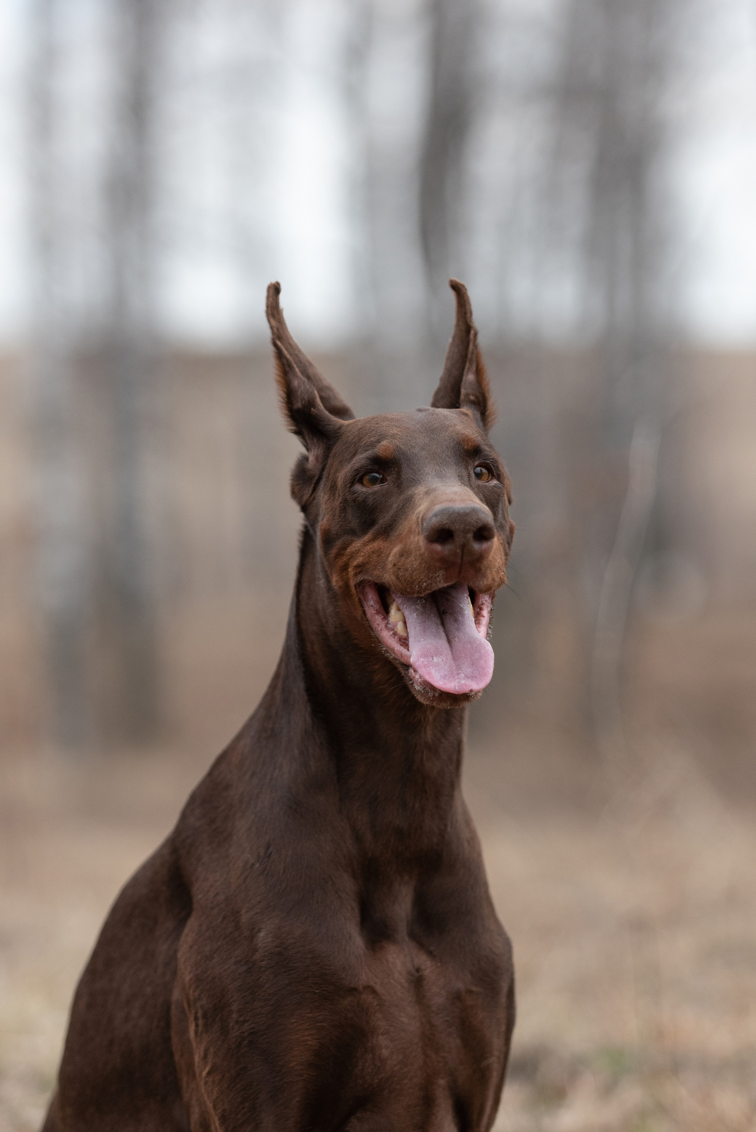 Детта. Фотограф анималист в Казани Алина Сулейманова. Фотограф животных