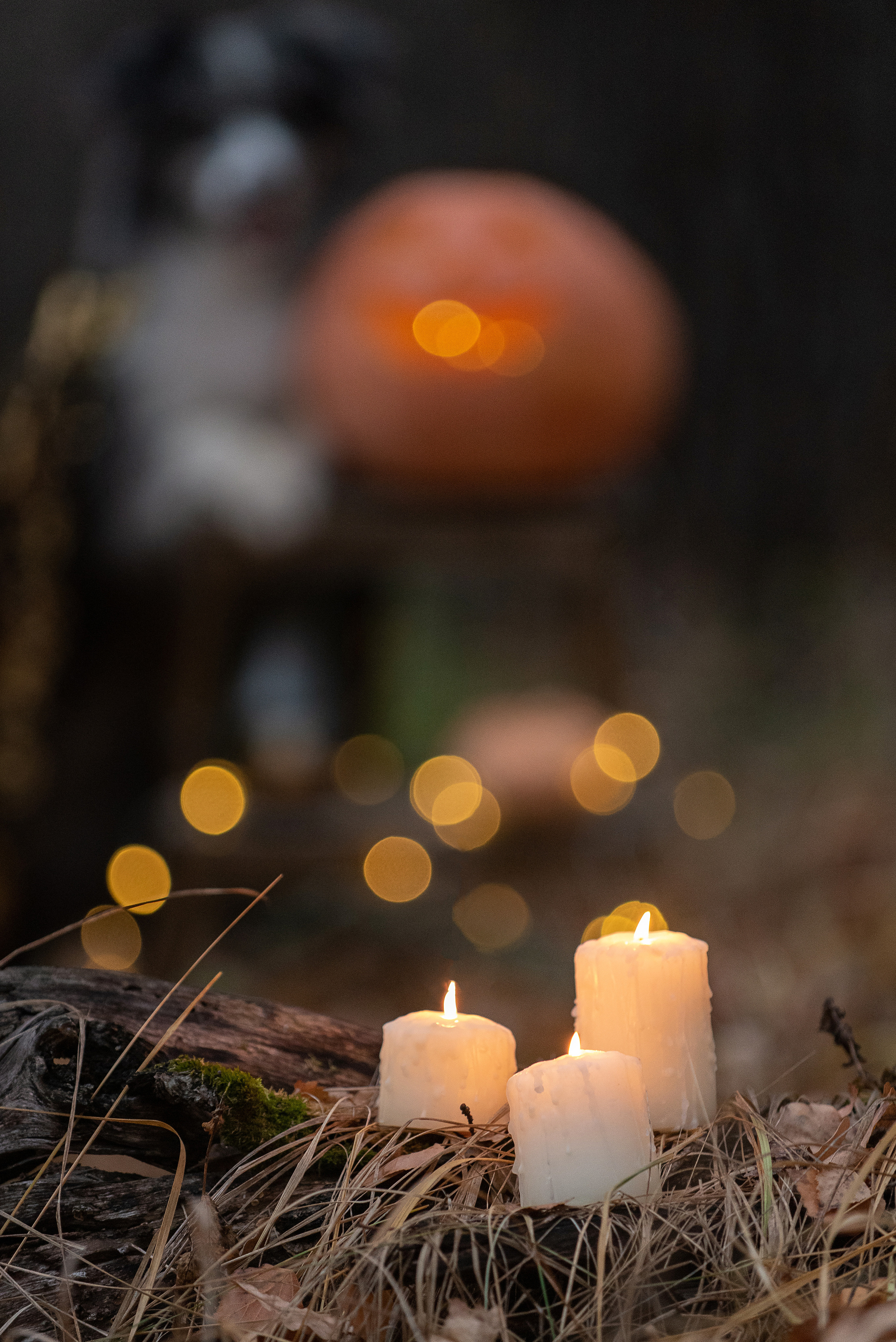Амур и тыква. Фотограф анималист в Казани Алина Сулейманова. Фотограф животных