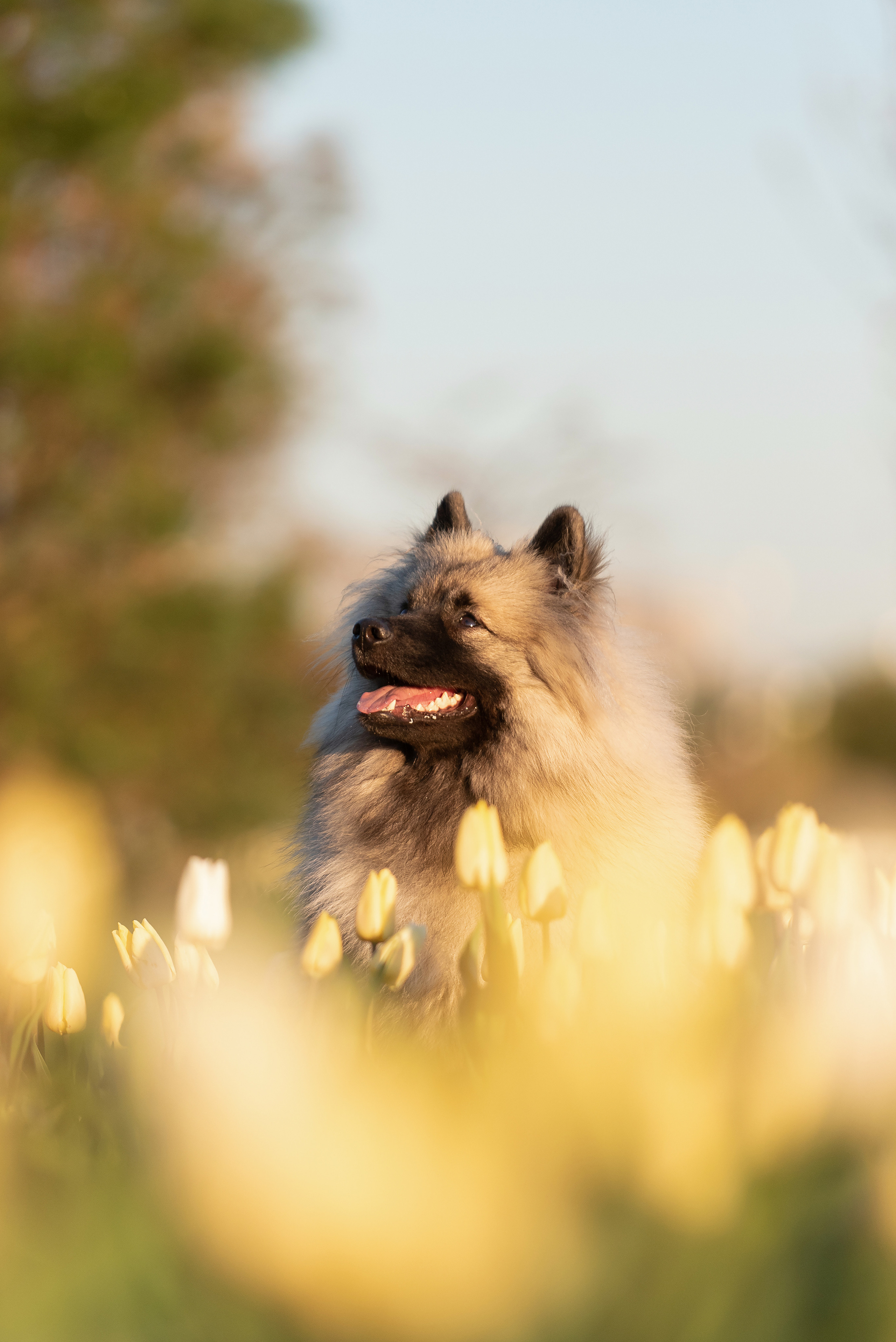 Шанти. Фотограф анималист в Казани Алина Сулейманова. Фотограф животных