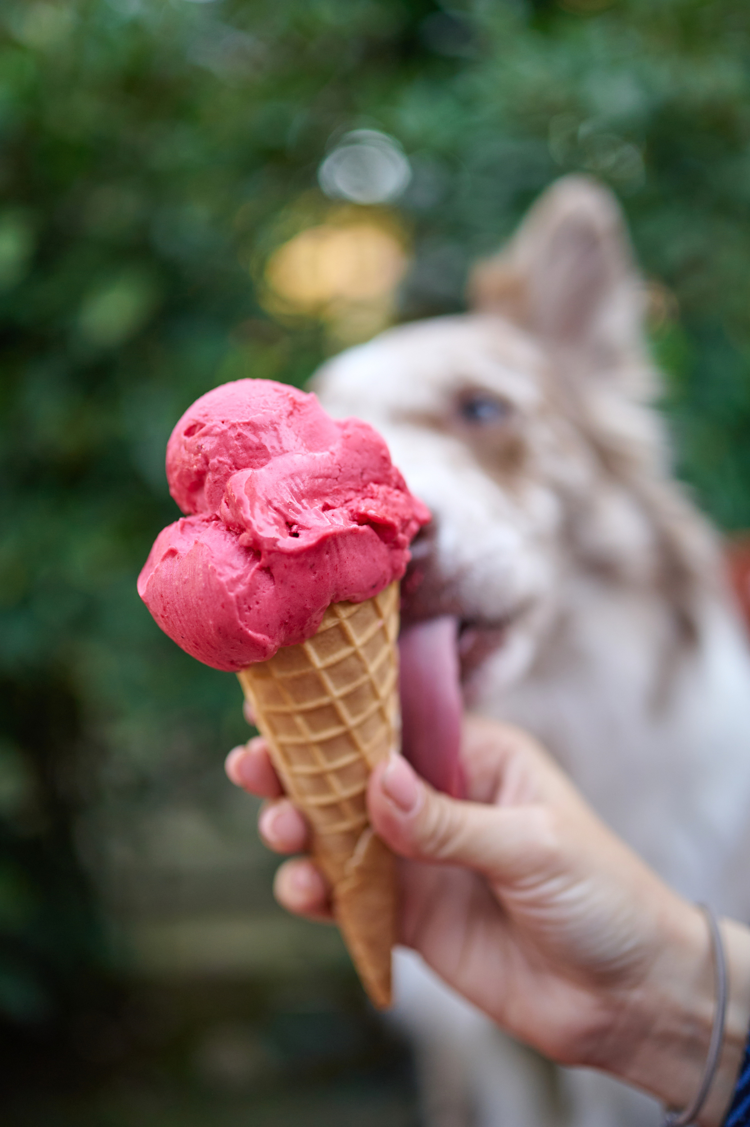 Полина и Бени. Фотограф анималист в Казани Алина Сулейманова. Фотограф животных