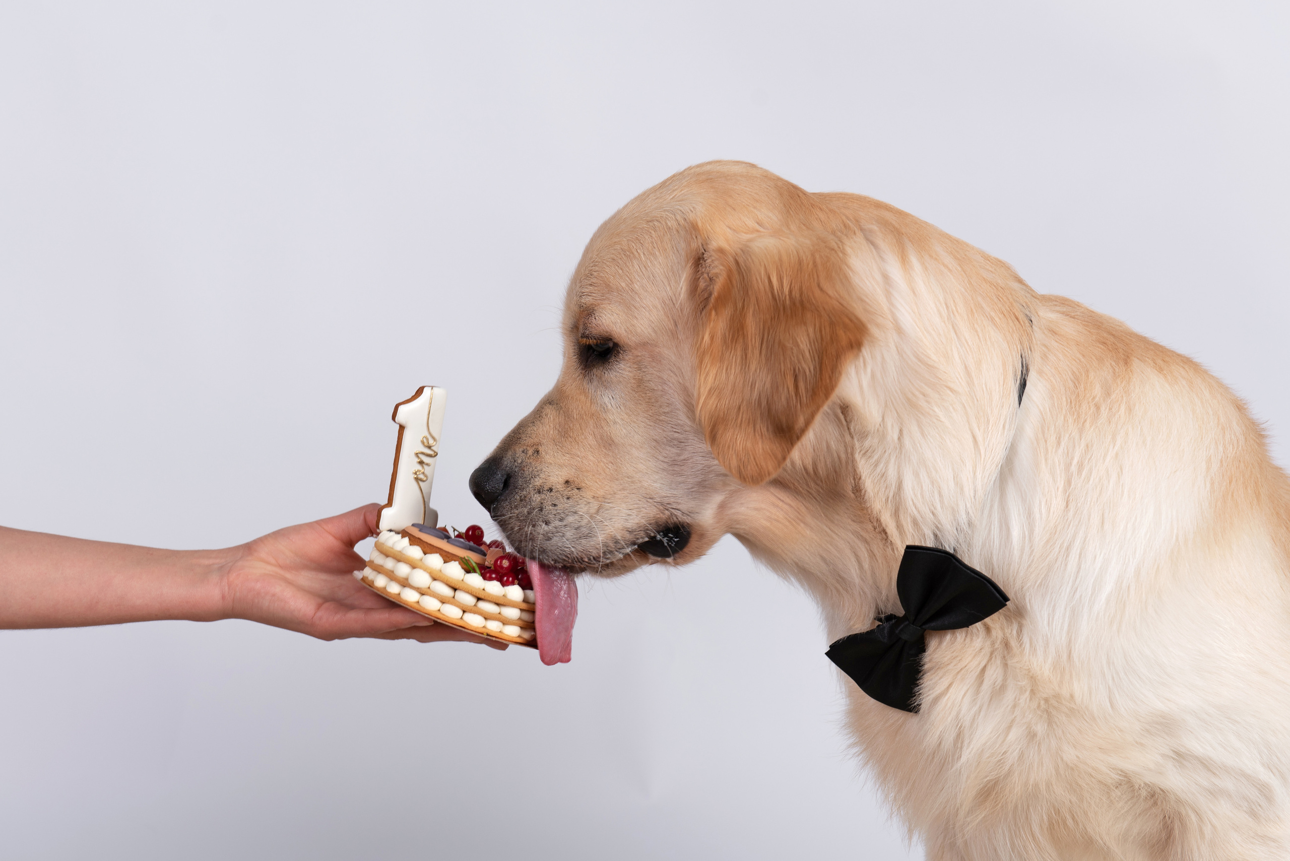 Чарли 1 год. Фотограф анималист в Казани Алина Сулейманова. Фотограф животных