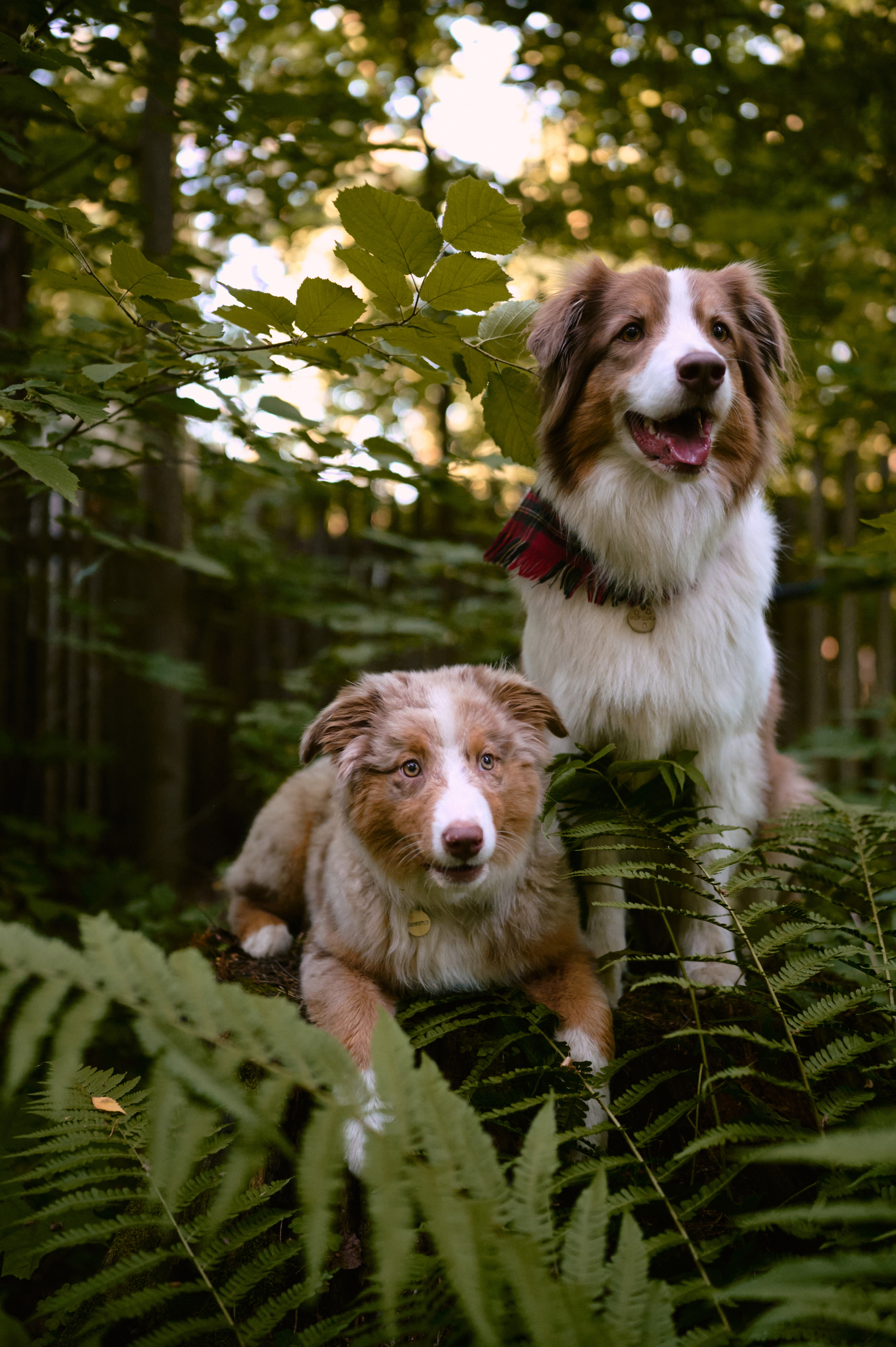 Настасья. В мастерской художника. Фотограф анималист в Казани Алина Сулейманова. Фотограф животных