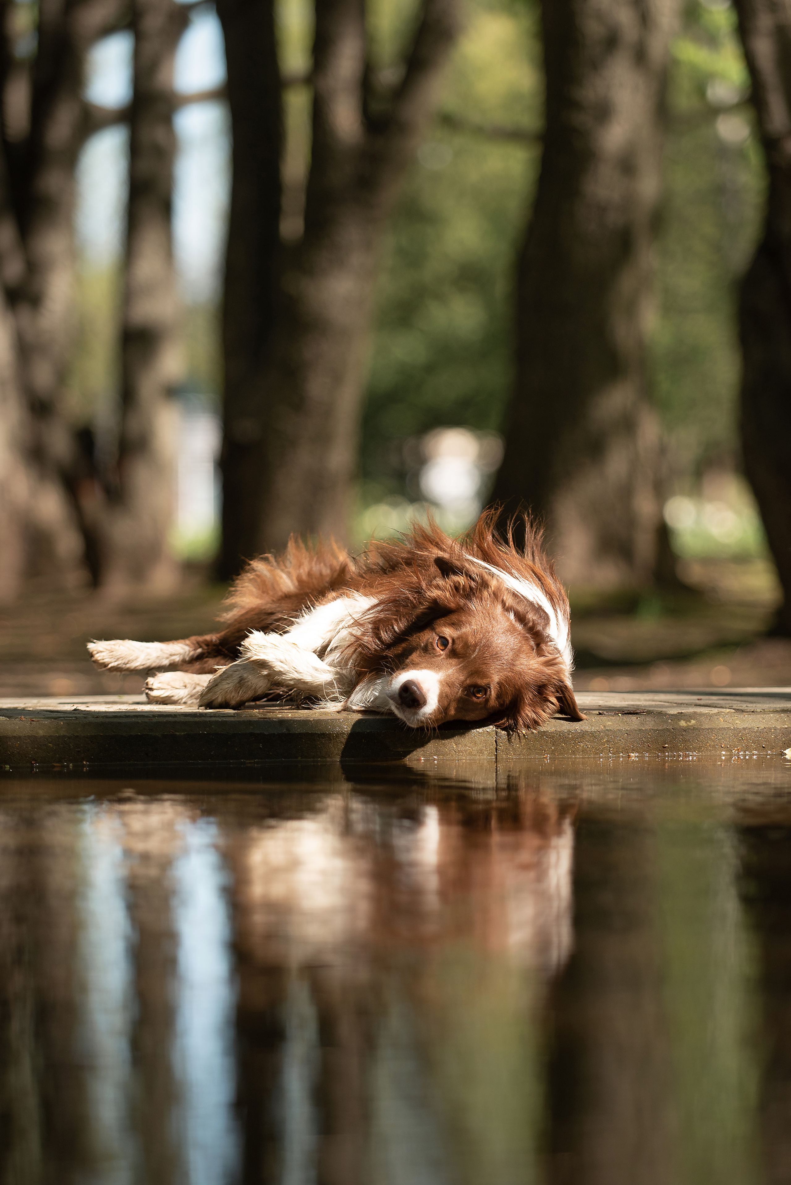 Фарго. Фотограф анималист в Казани Алина Сулейманова. Фотограф животных