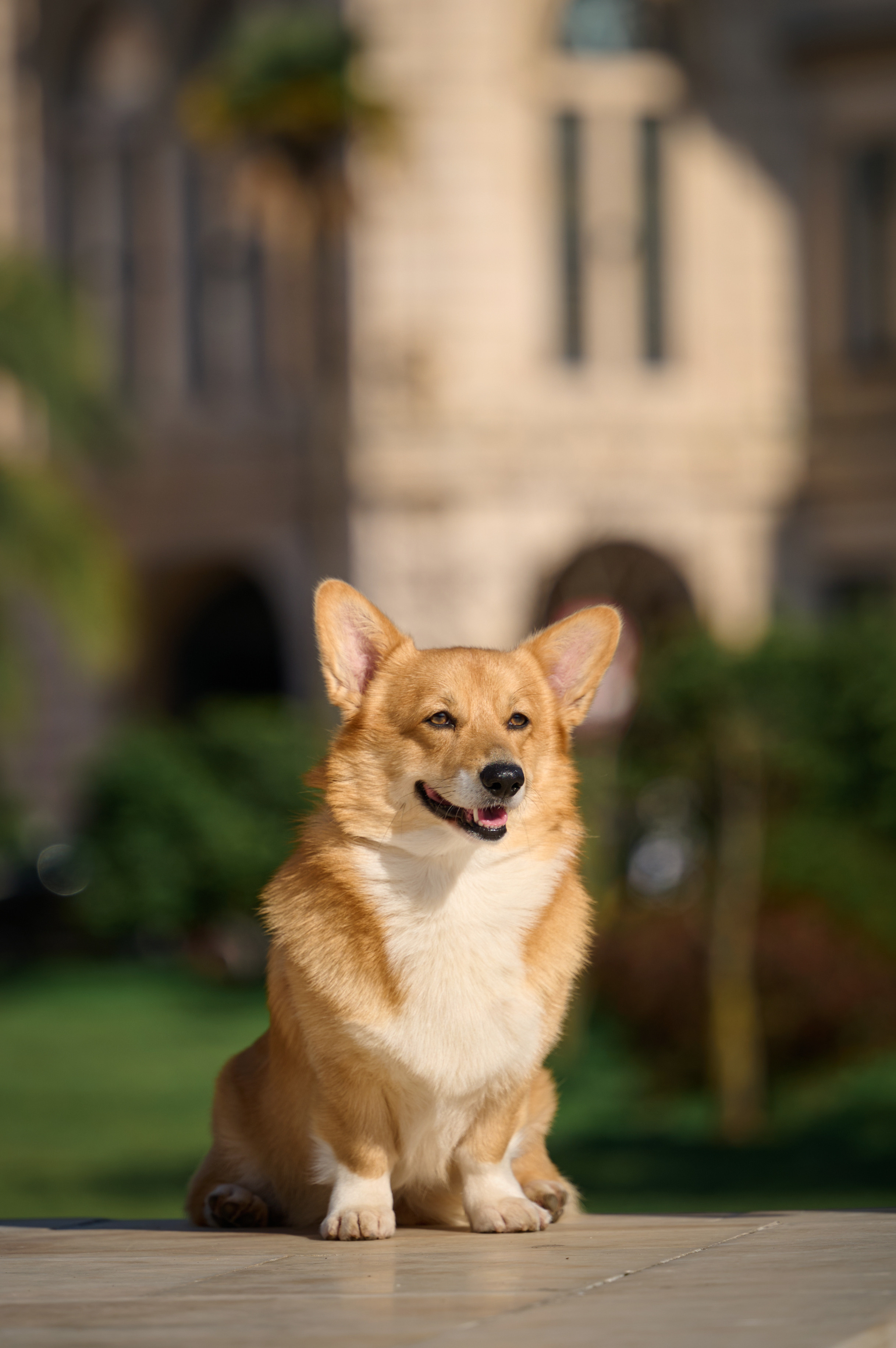 Полина и Вайрон. Фотограф анималист в Казани Алина Сулейманова. Фотограф животных