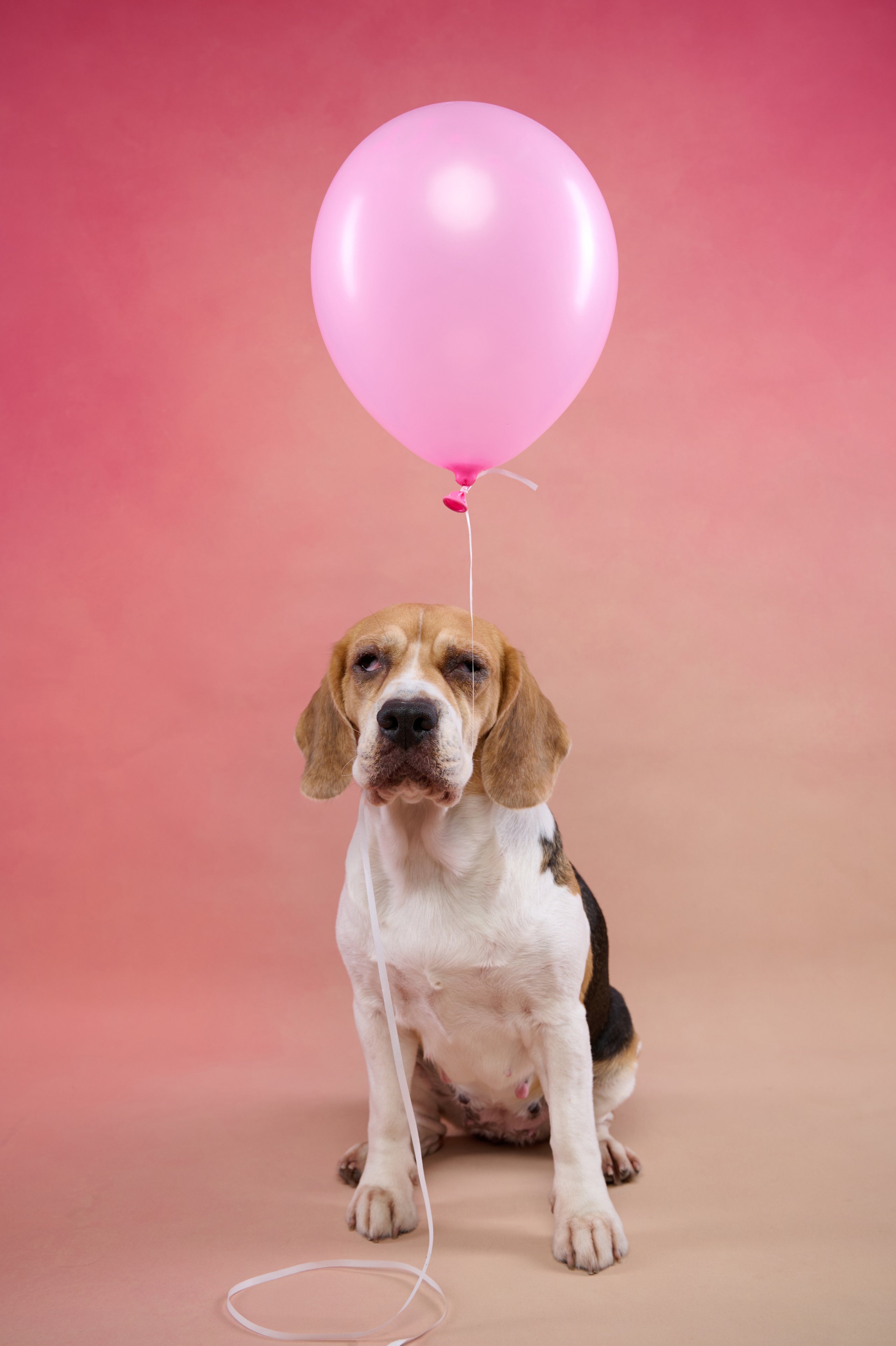 Бигль. Фотограф анималист в Казани Алина Сулейманова. Фотограф животных