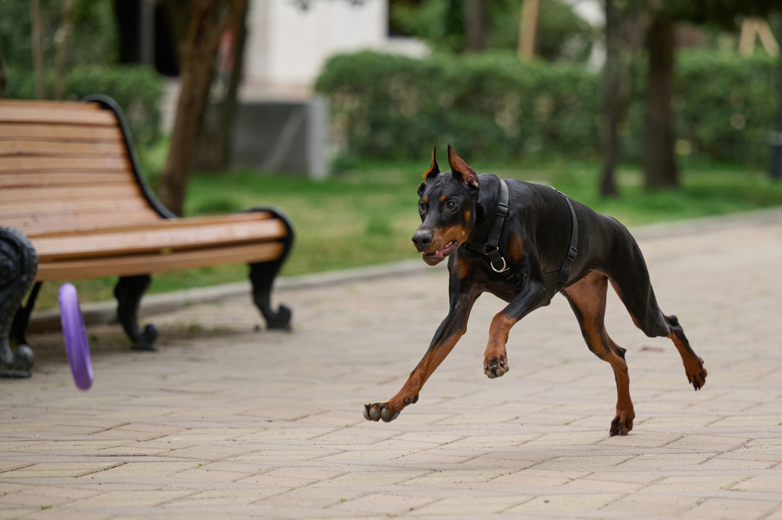 Герда. Фотограф анималист в Казани Алина Сулейманова. Фотограф животных