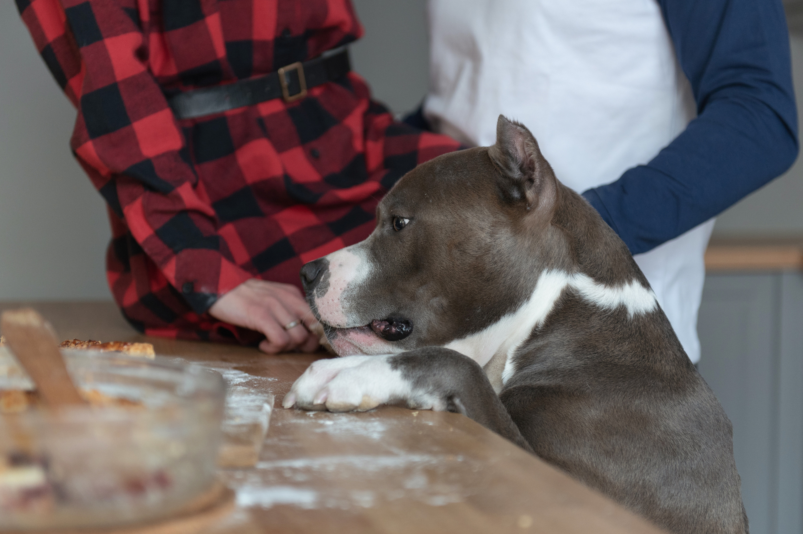 Ирина, Марат и Ричард. Фотограф анималист в Казани Алина Сулейманова. Фотограф животных