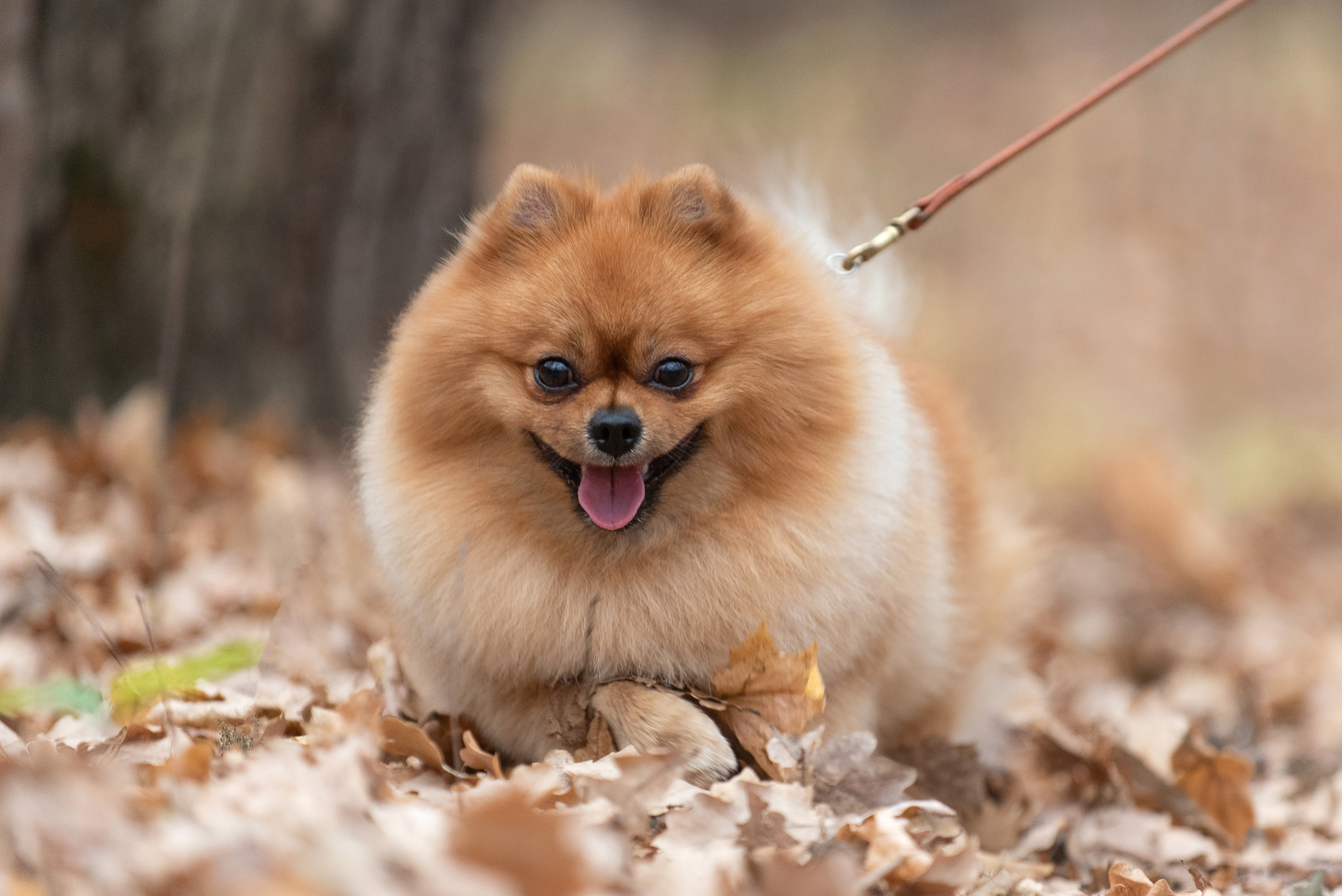 Зарина и Джонни. Фотограф анималист в Казани Алина Сулейманова. Фотограф животных