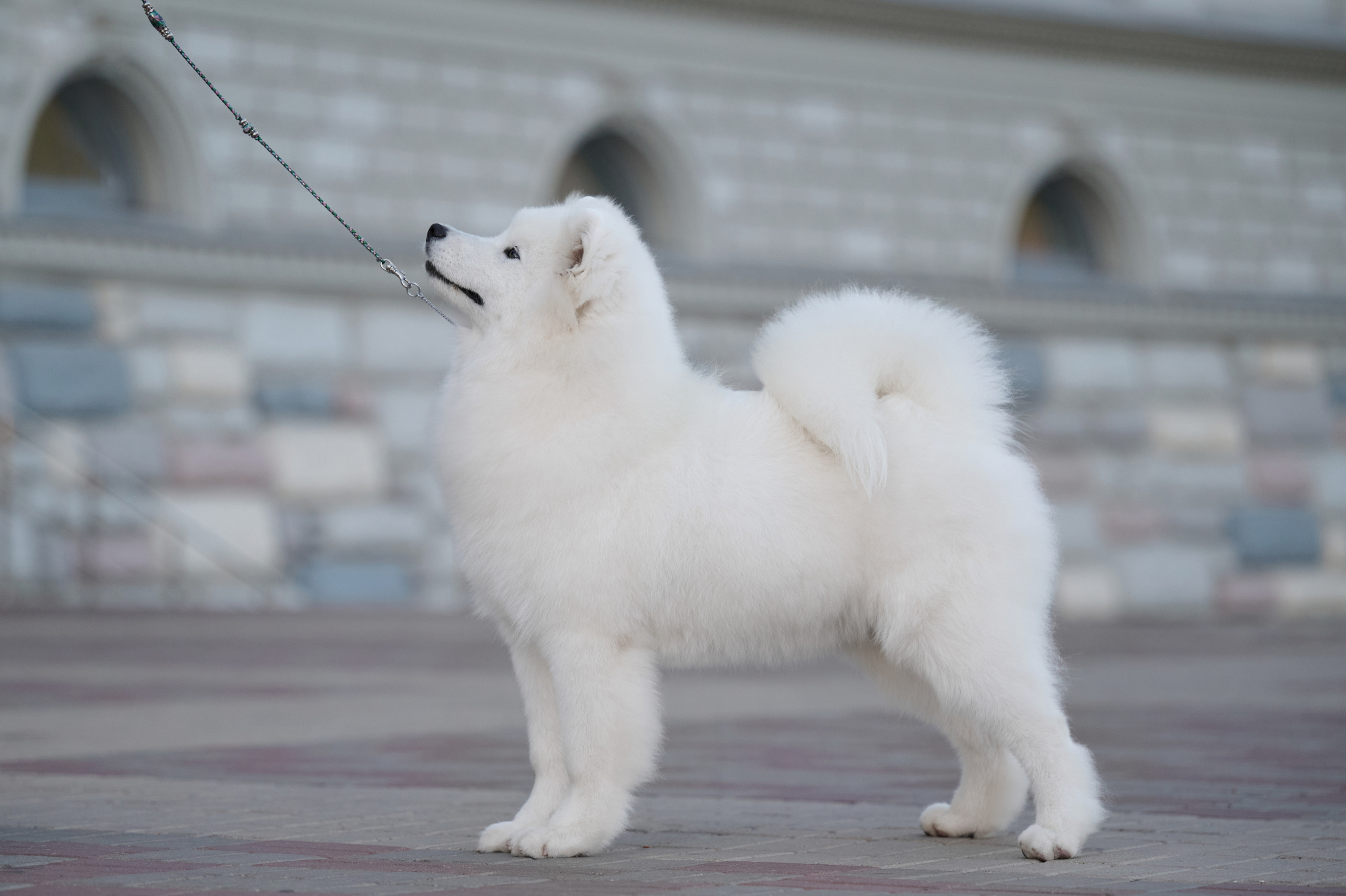 Щенки и котята на улице. Фотограф анималист в Казани Алина Сулейманова. Фотограф животных