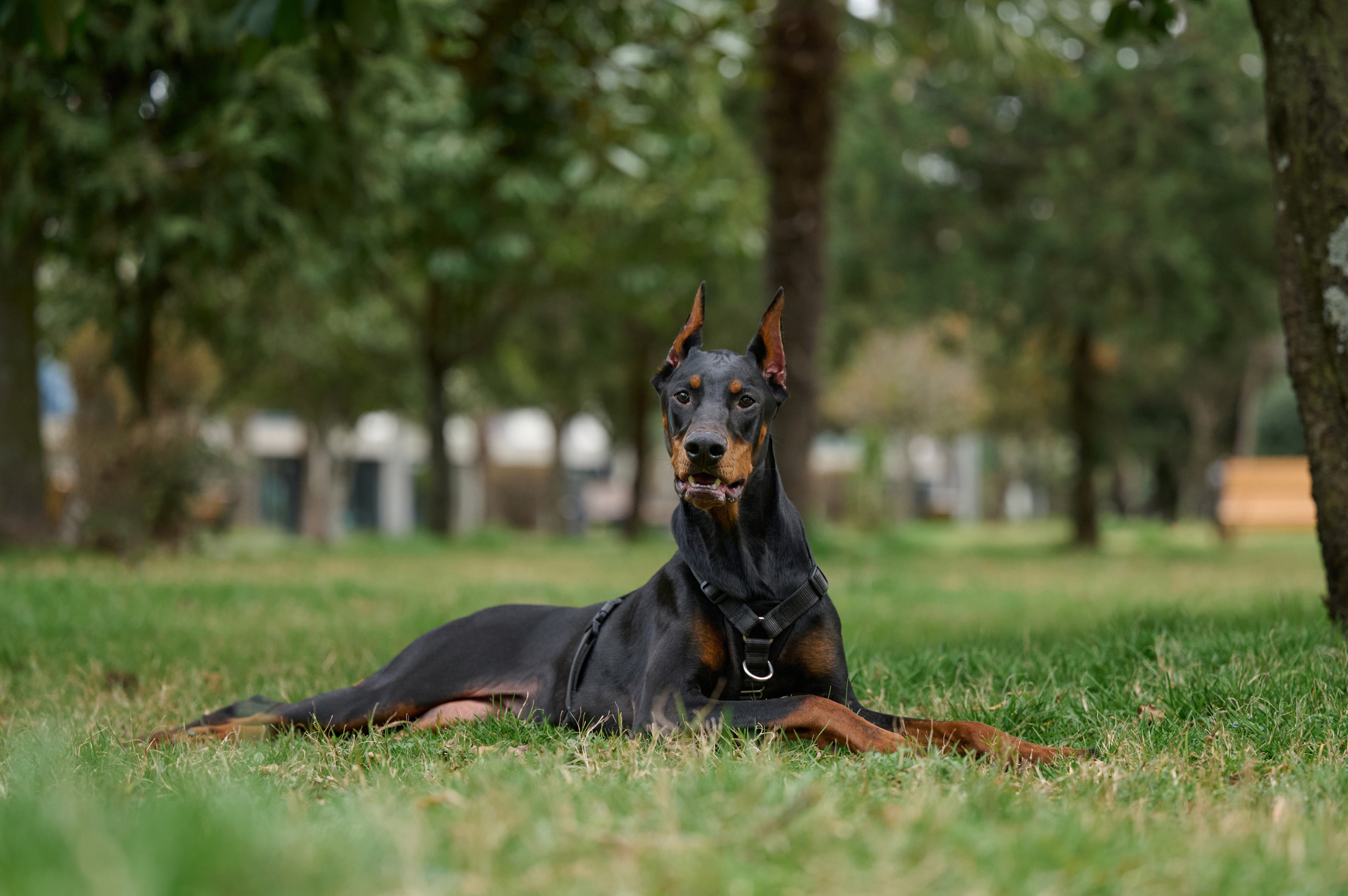 Герда. Фотограф анималист в Казани Алина Сулейманова. Фотограф животных