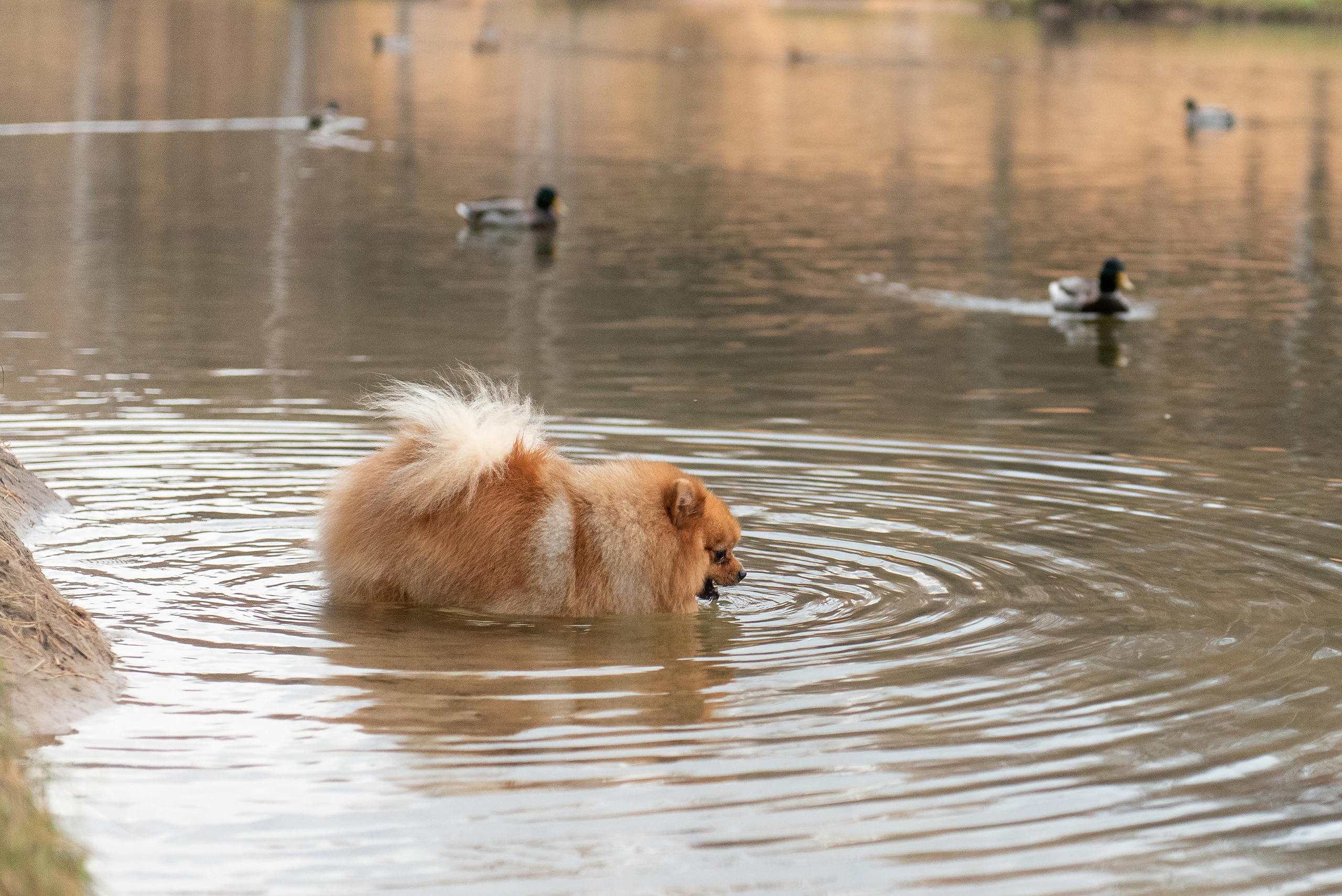 Зарина и Джонни. Фотограф анималист в Казани Алина Сулейманова. Фотограф животных