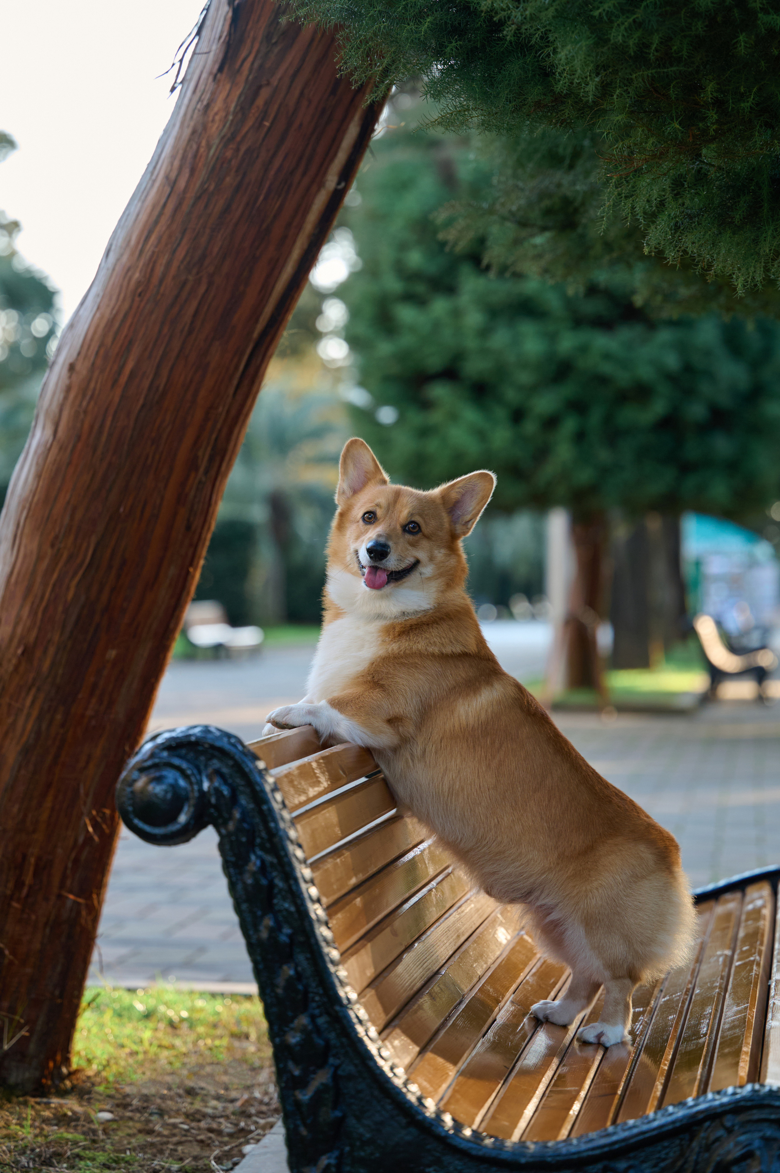 Полина и Вайрон. Фотограф анималист в Казани Алина Сулейманова. Фотограф животных