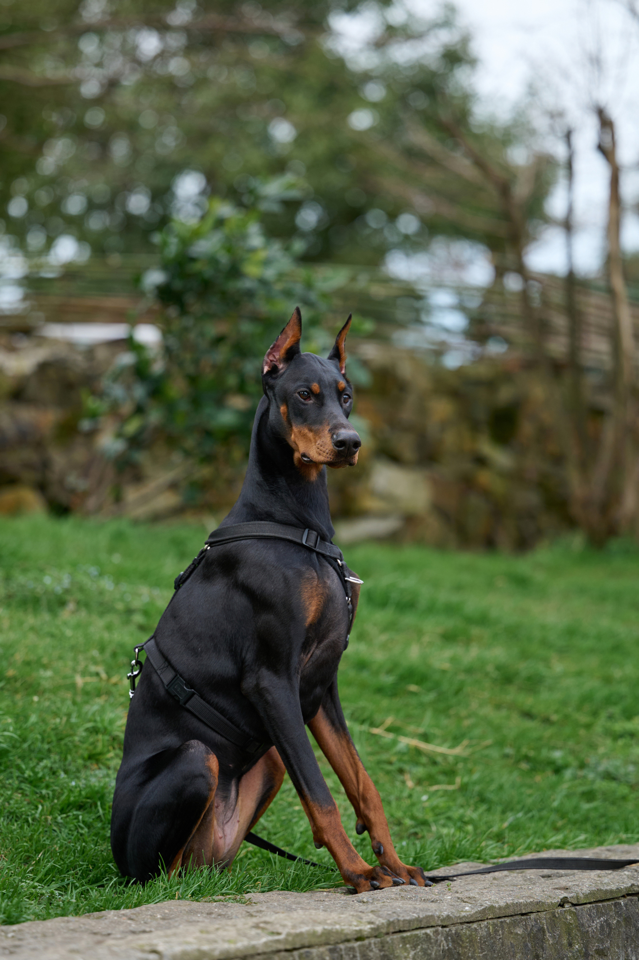 Герда. Фотограф анималист в Казани Алина Сулейманова. Фотограф животных