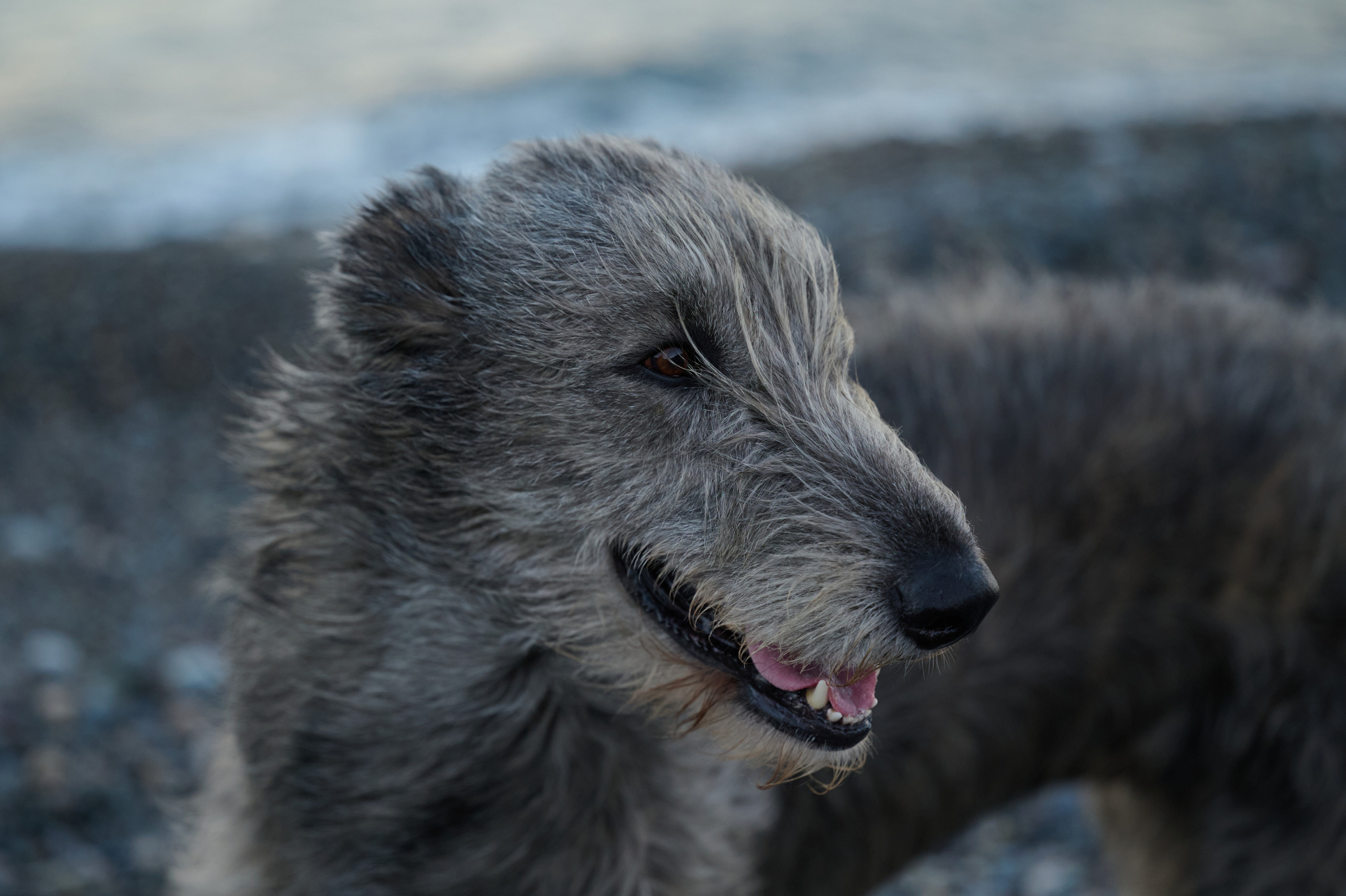 Марина и Эва. Фотограф анималист в Казани Алина Сулейманова. Фотограф животных