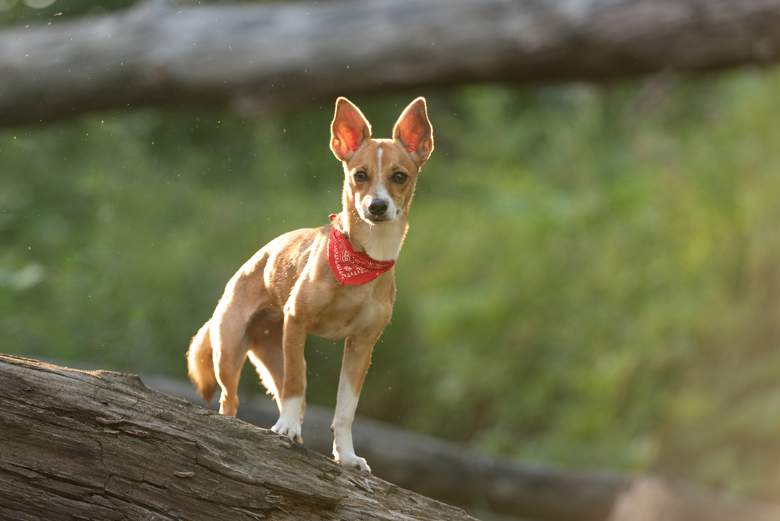 Настя. У ручья. Фотограф анималист в Казани Алина Сулейманова. Фотограф животных