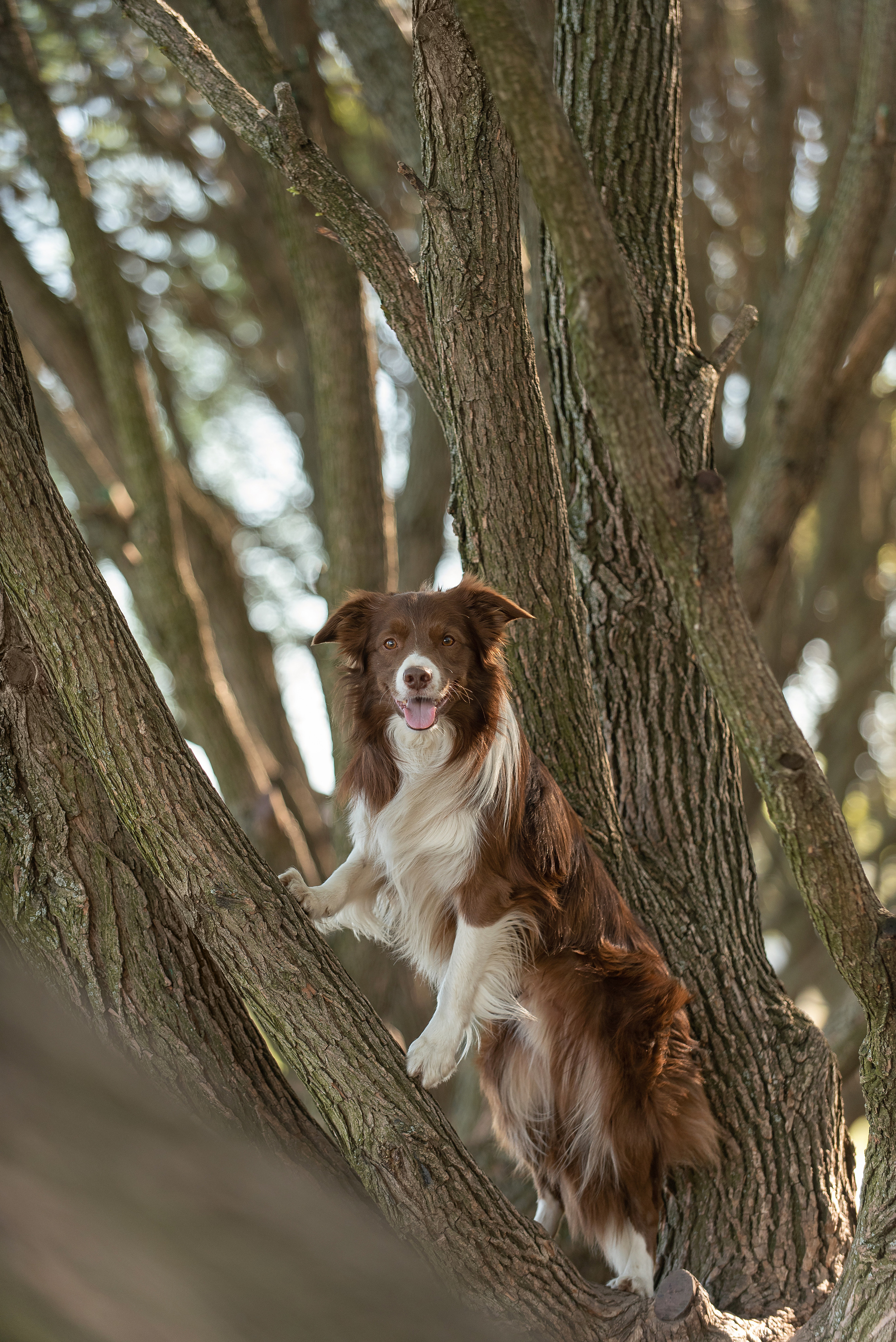 Фарго. Фотограф анималист в Казани Алина Сулейманова. Фотограф животных