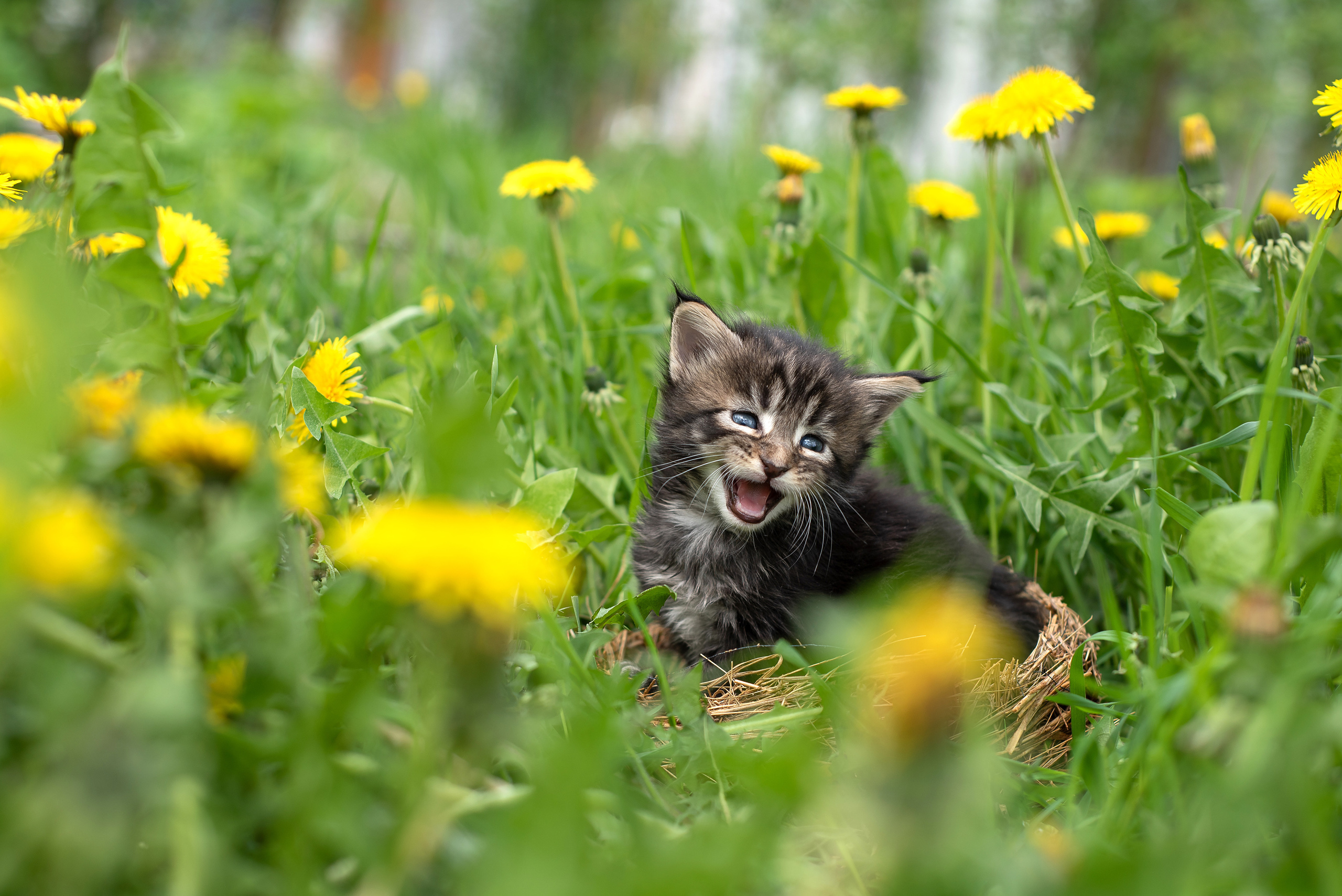 Щенки и котята на улице. Фотограф анималист в Казани Алина Сулейманова. Фотограф животных
