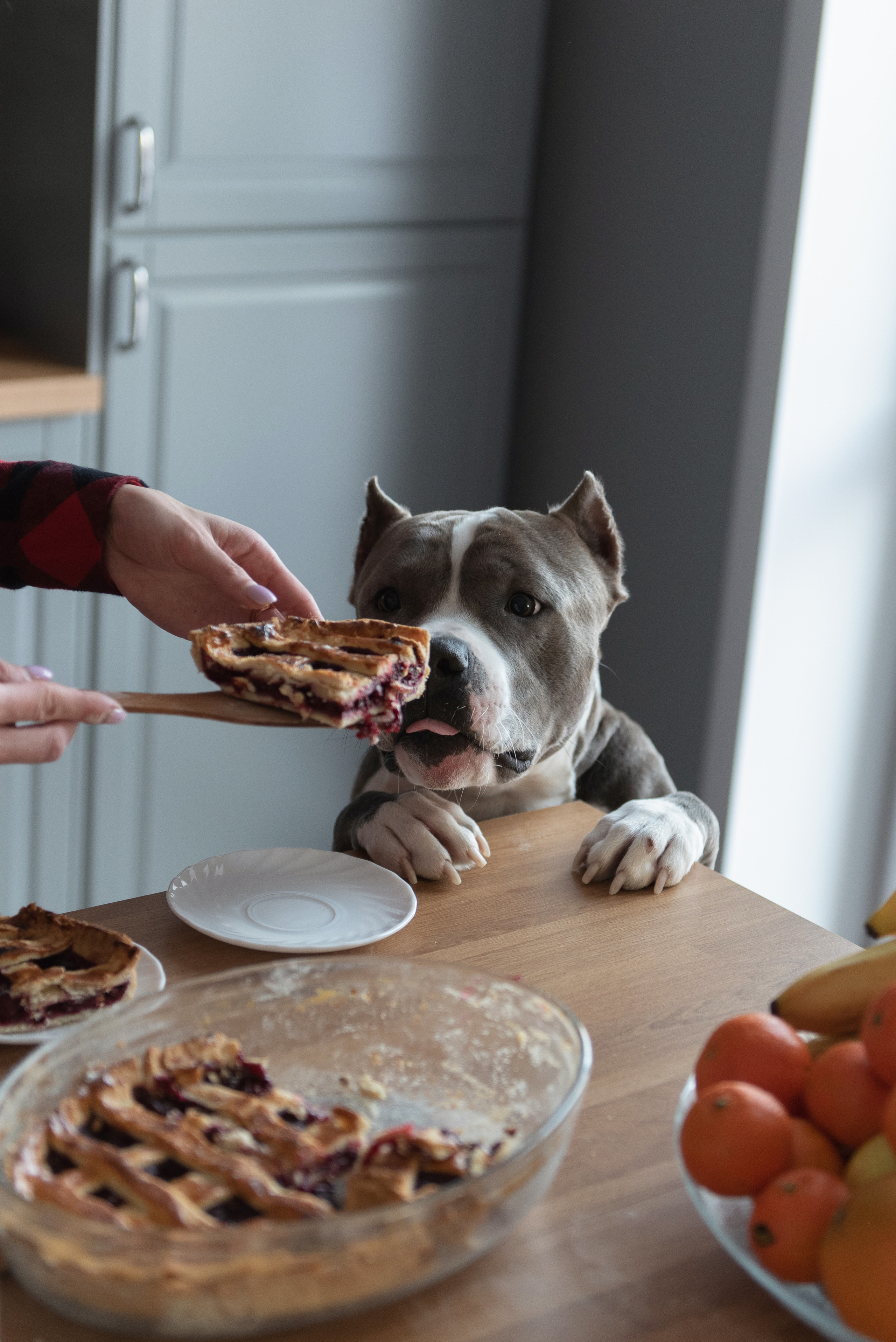 Ирина, Марат и Ричард. Фотограф анималист в Казани Алина Сулейманова. Фотограф животных