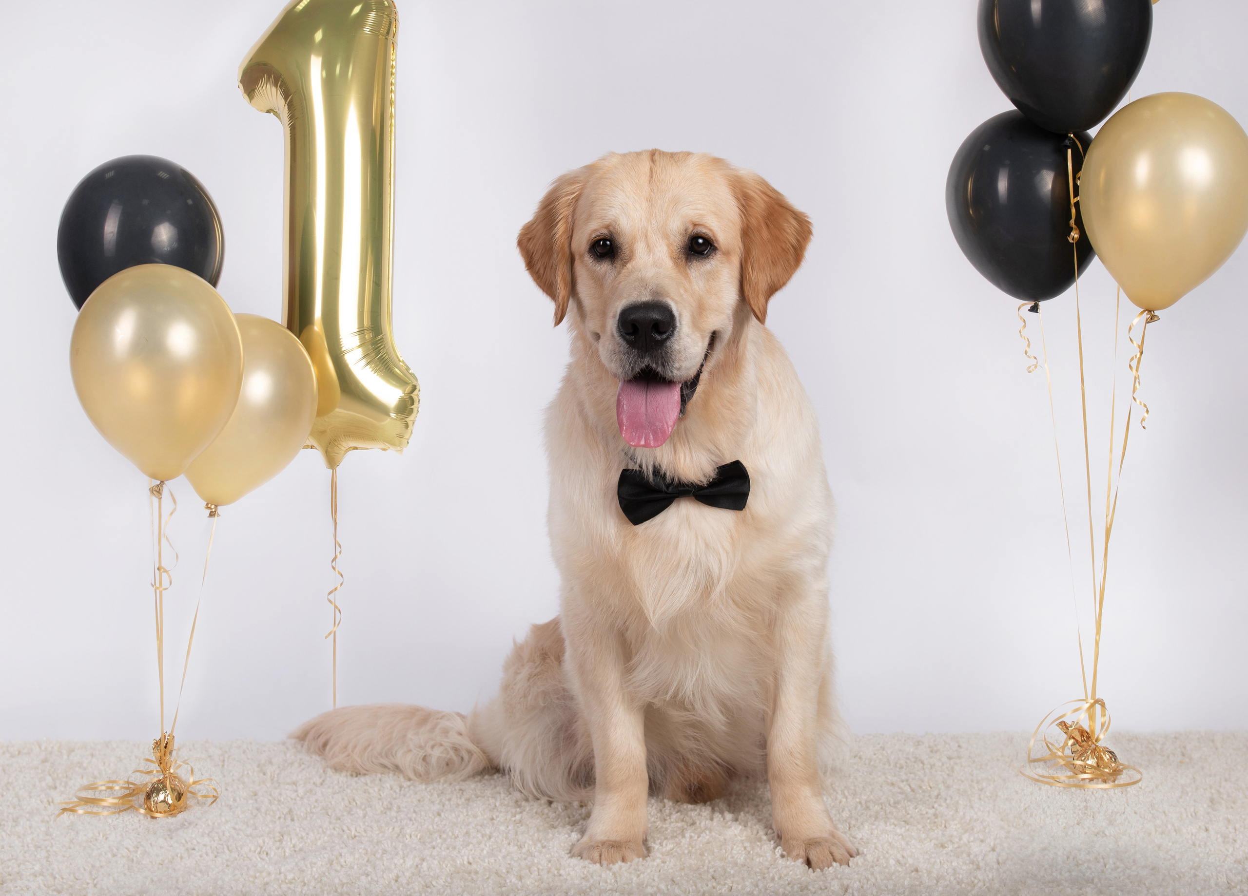 Чарли 1 год. Фотограф анималист в Казани Алина Сулейманова. Фотограф животных