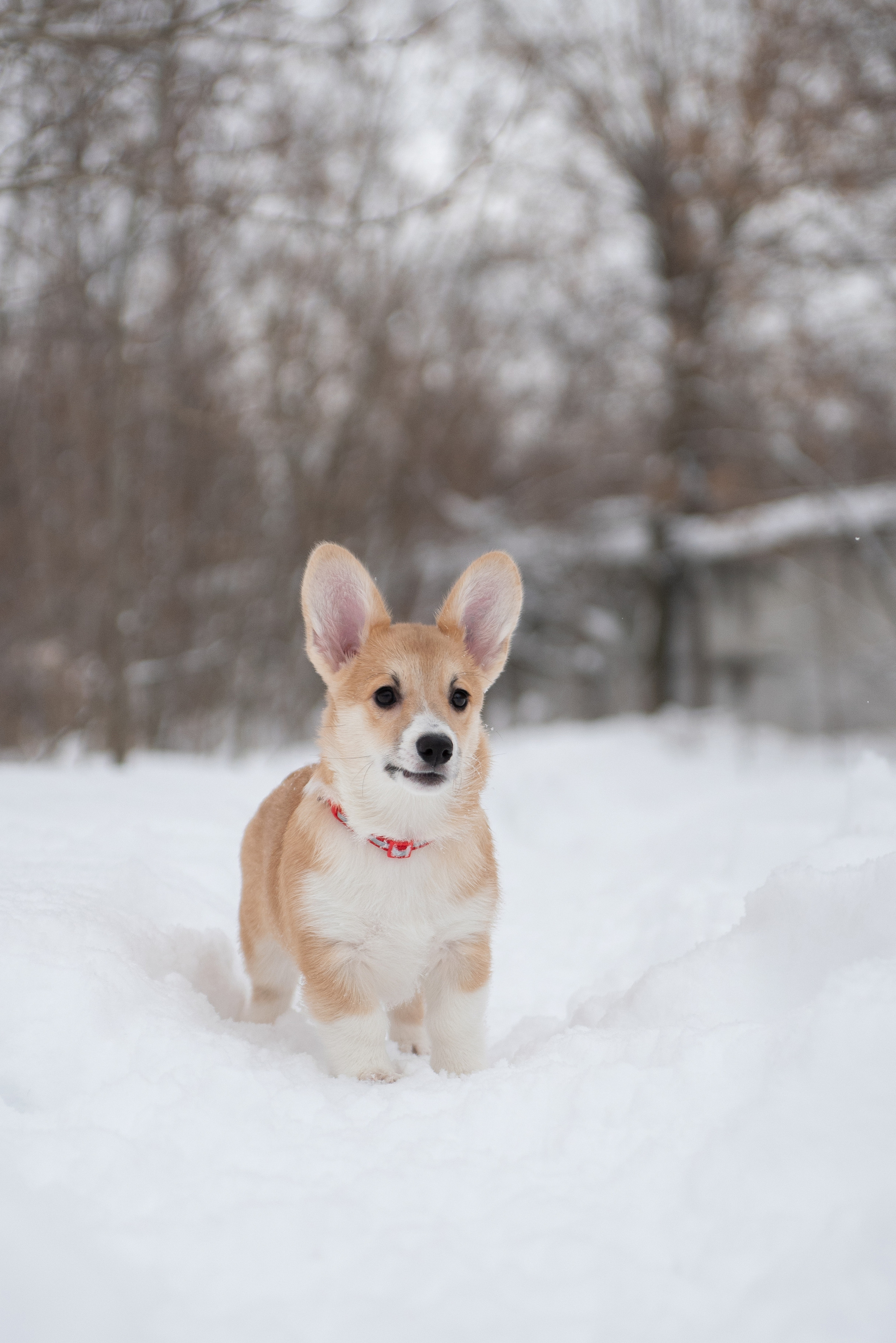 Щенки и котята на улице. Фотограф анималист в Казани Алина Сулейманова. Фотограф животных