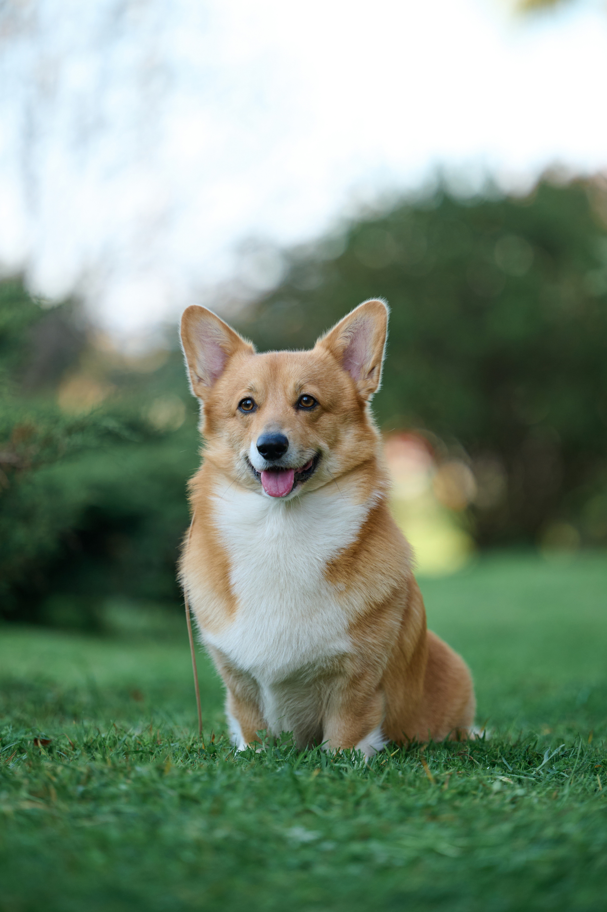 Полина и Вайрон. Фотограф анималист в Казани Алина Сулейманова. Фотограф животных