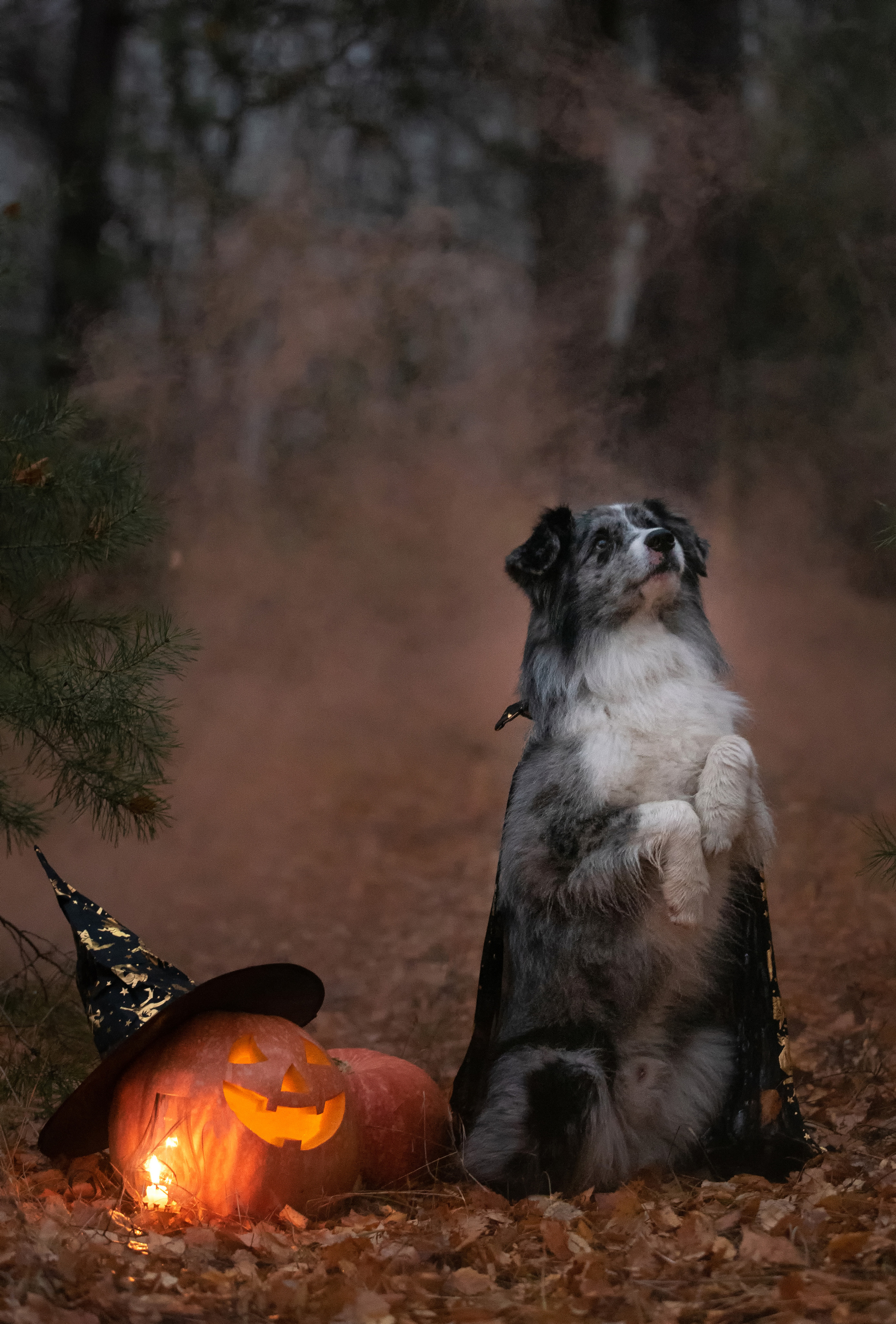 Амур и тыква. Фотограф анималист в Казани Алина Сулейманова. Фотограф животных