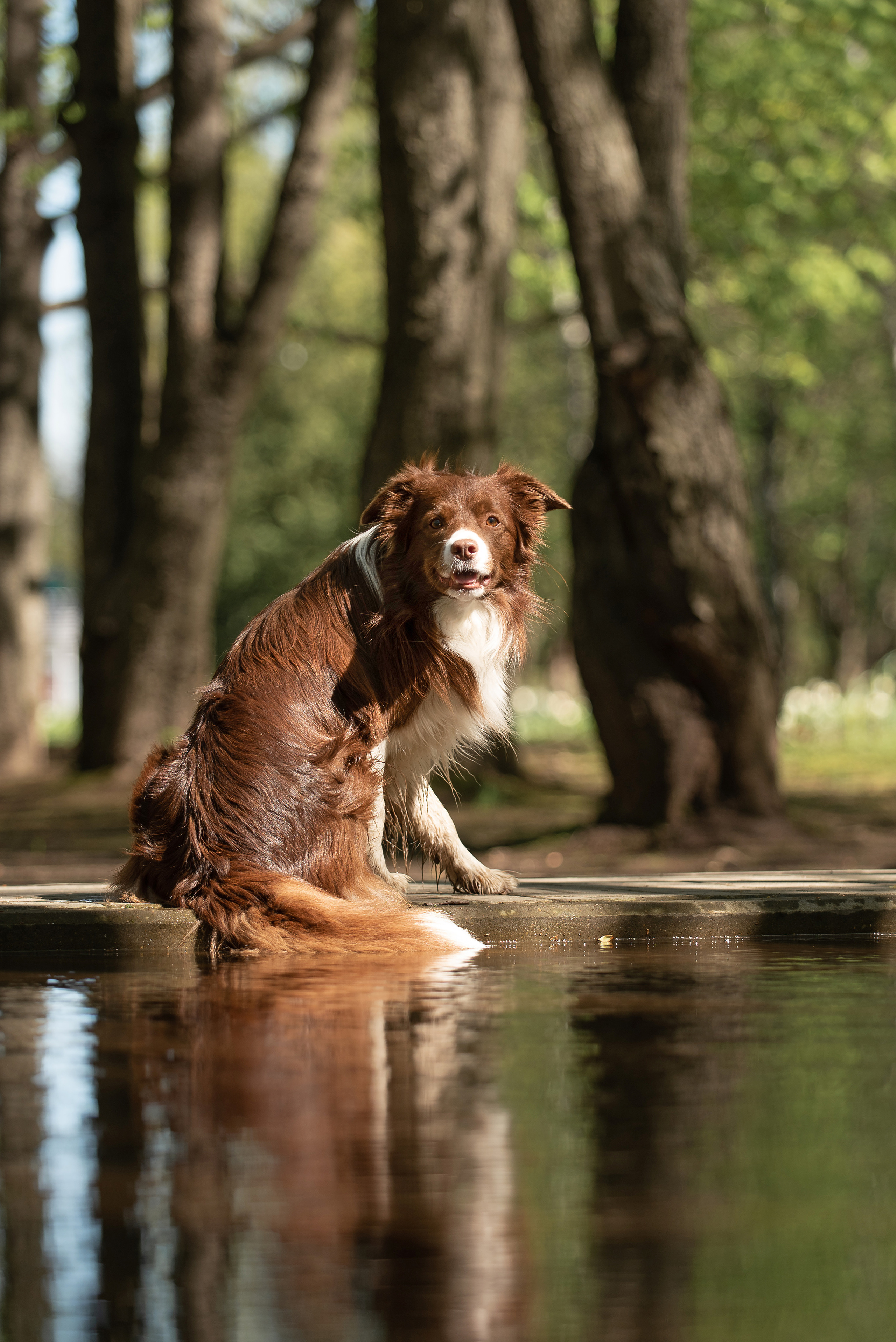 Фарго. Фотограф анималист в Казани Алина Сулейманова. Фотограф животных