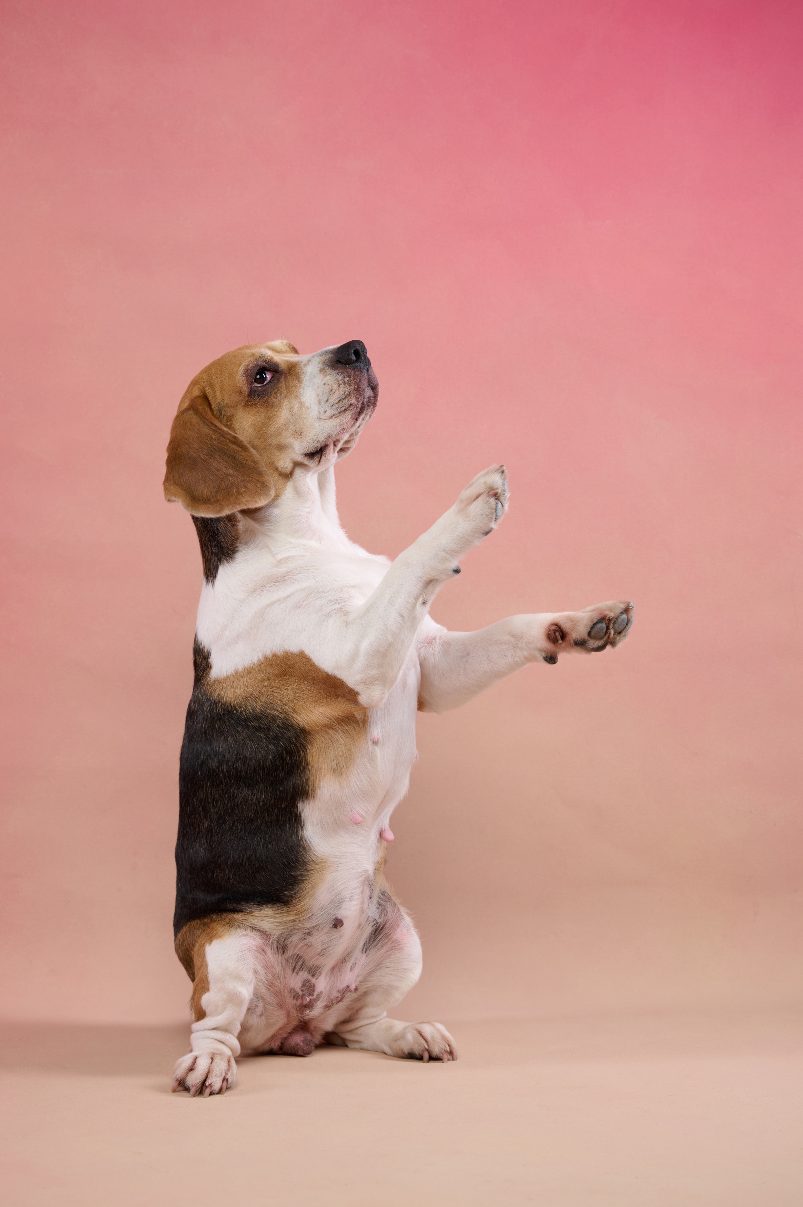 Бигль. Фотограф анималист в Казани Алина Сулейманова. Фотограф животных