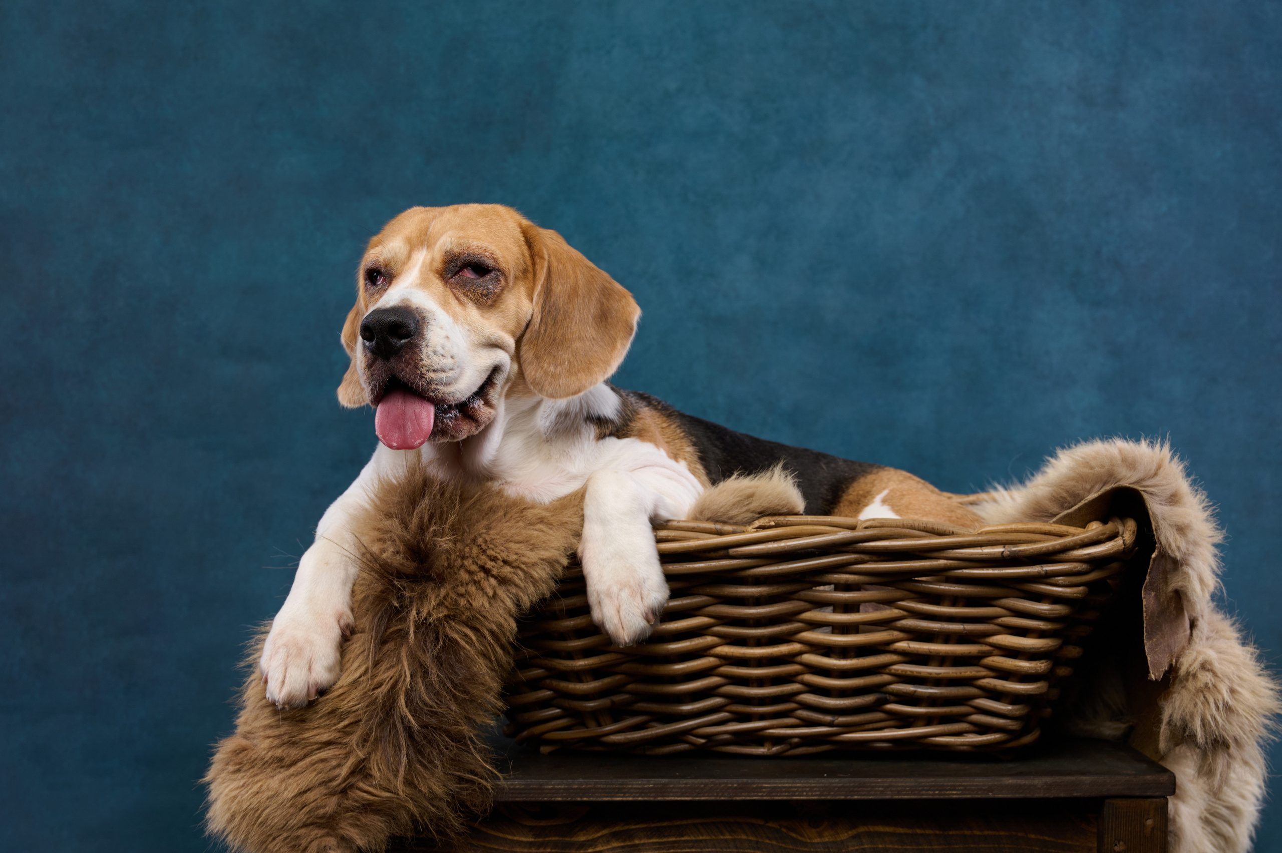 Бигль. Фотограф анималист в Казани Алина Сулейманова. Фотограф животных