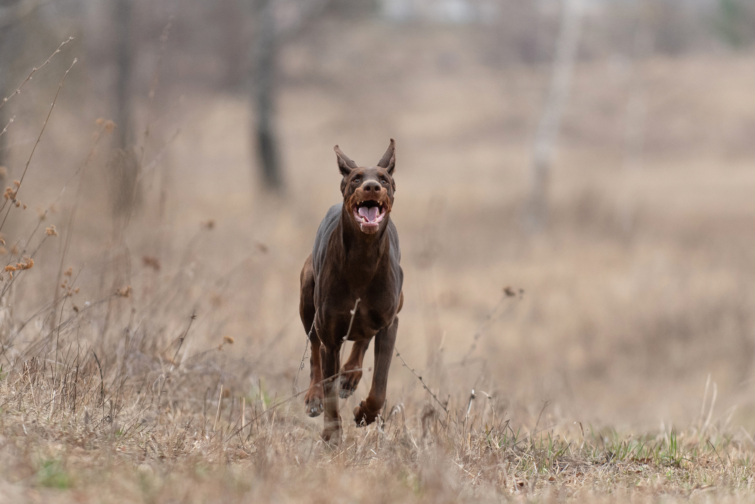 Детта. Фотограф анималист в Казани Алина Сулейманова. Фотограф животных