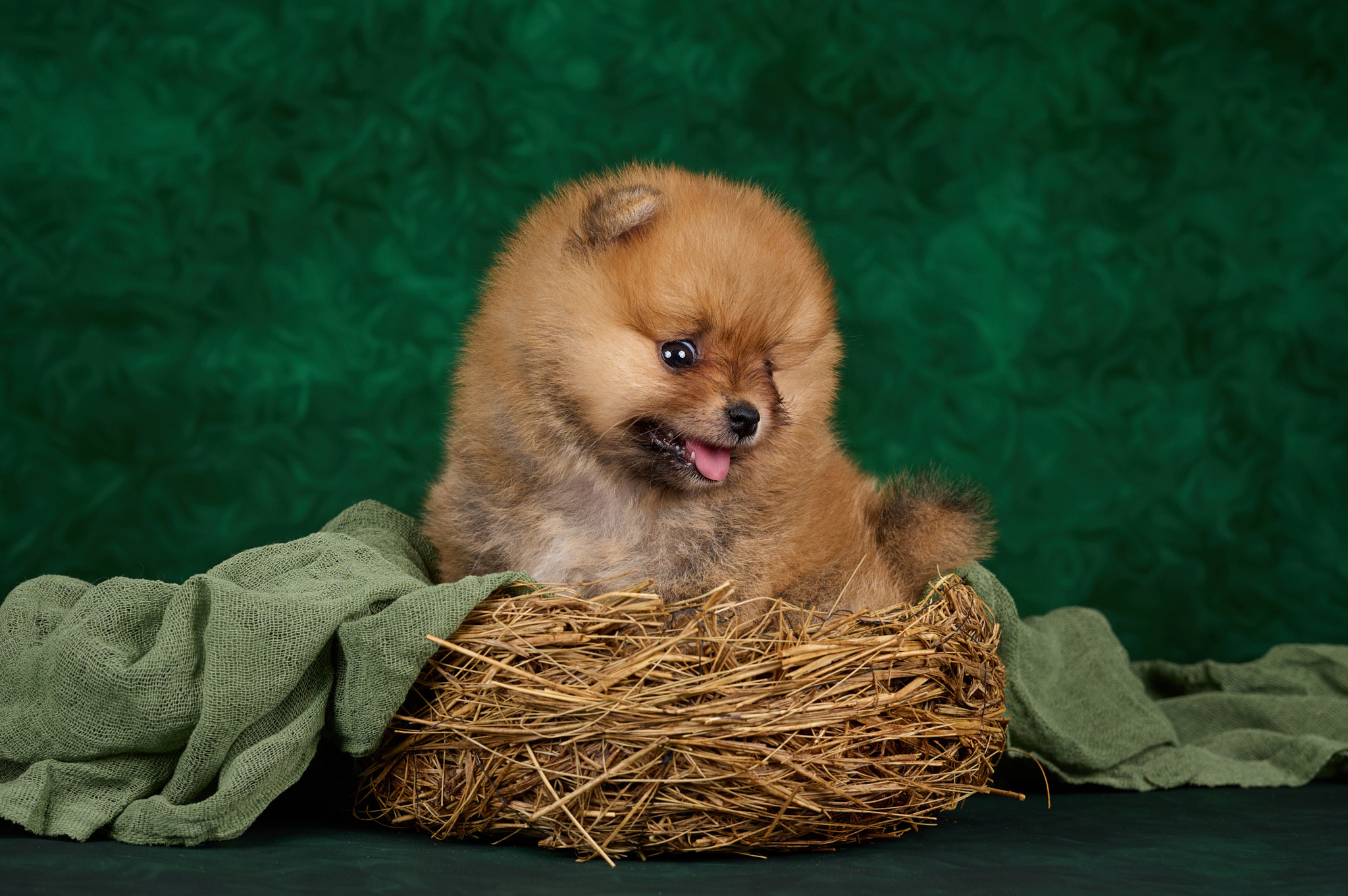 Щенки в домашней студии. Фотограф анималист в Казани Алина Сулейманова. Фотограф животных