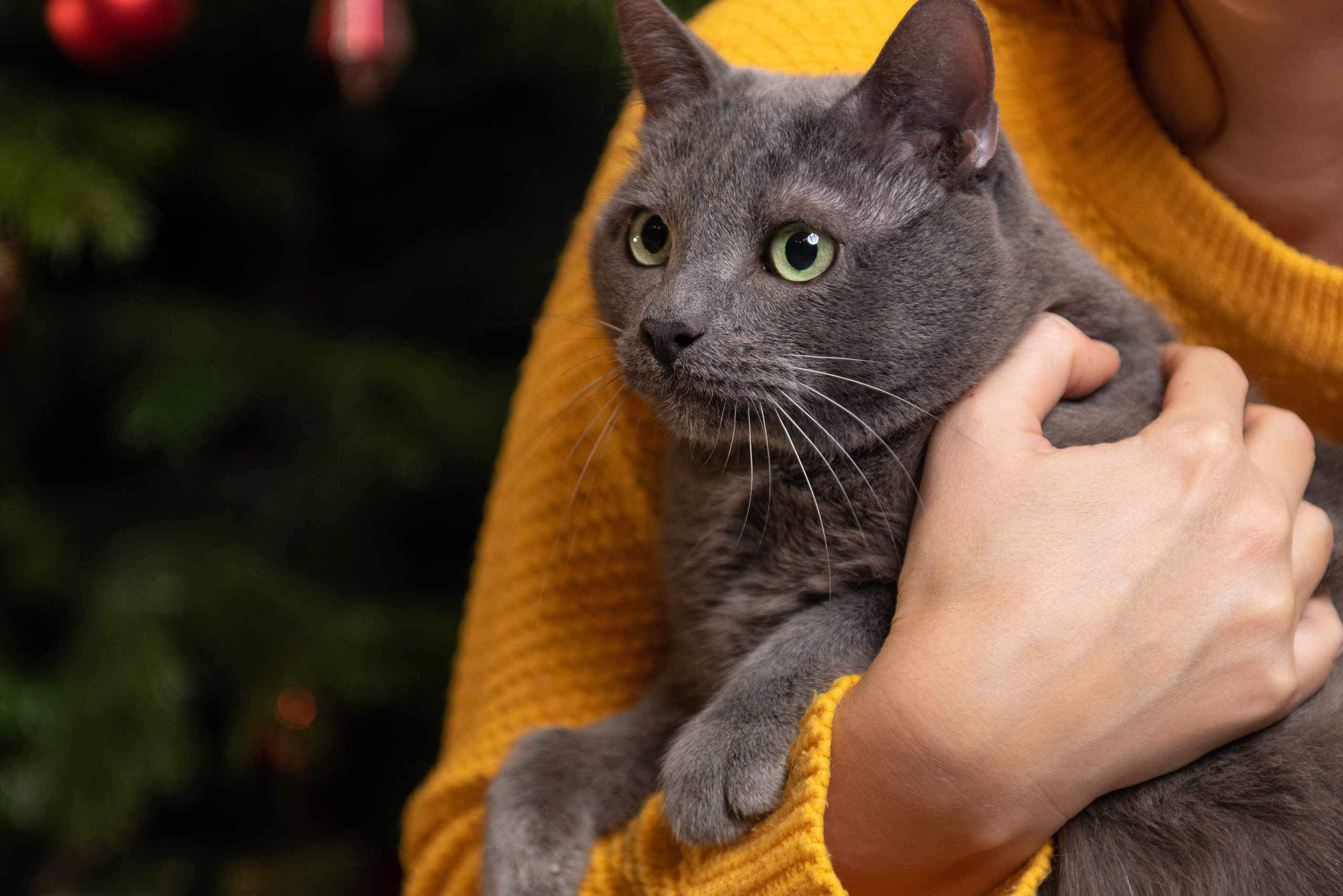 Света, Ратмир и Фунтик. Фотограф анималист в Казани Алина Сулейманова. Фотограф животных