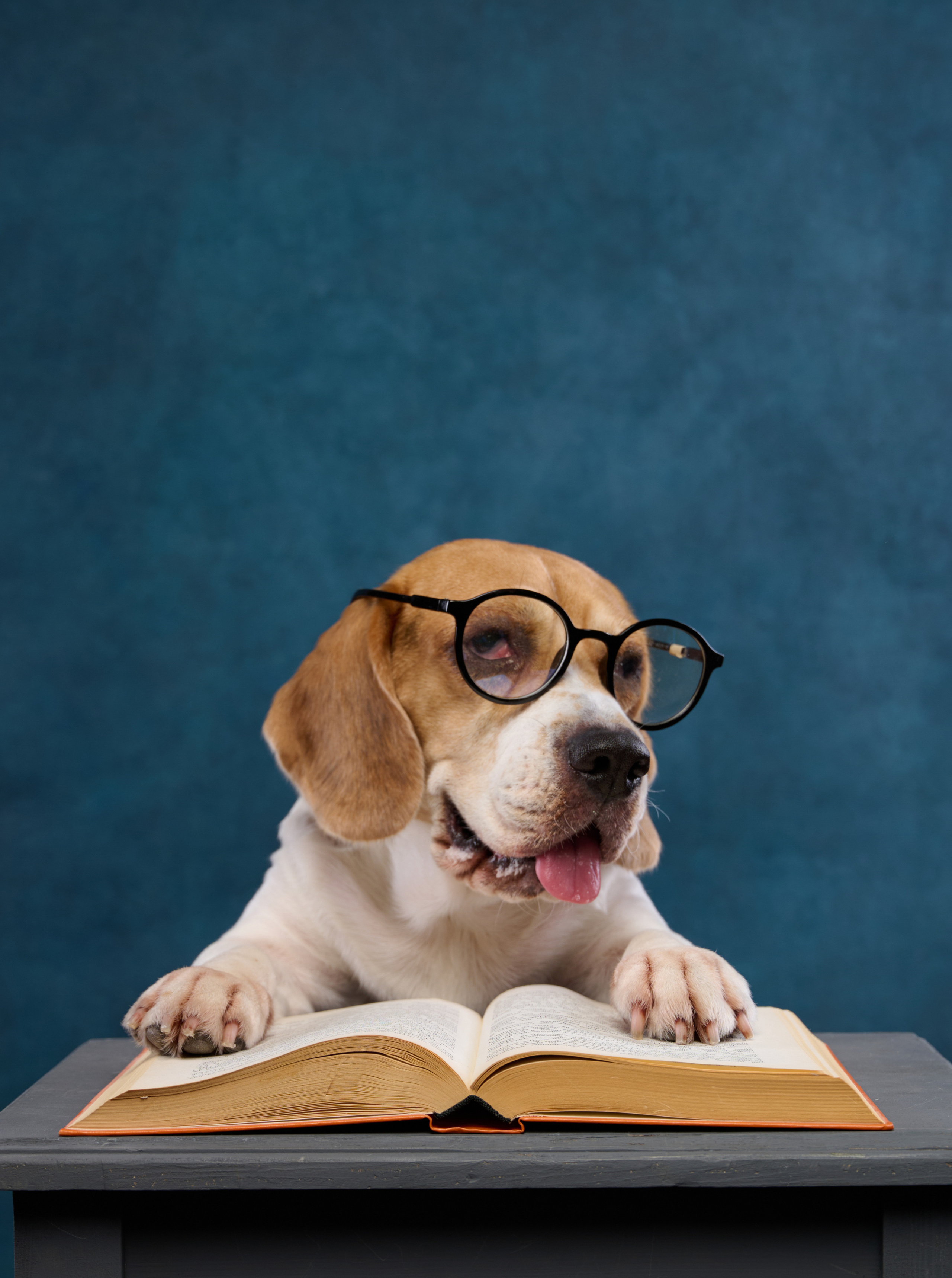 Бигль. Фотограф анималист в Казани Алина Сулейманова. Фотограф животных