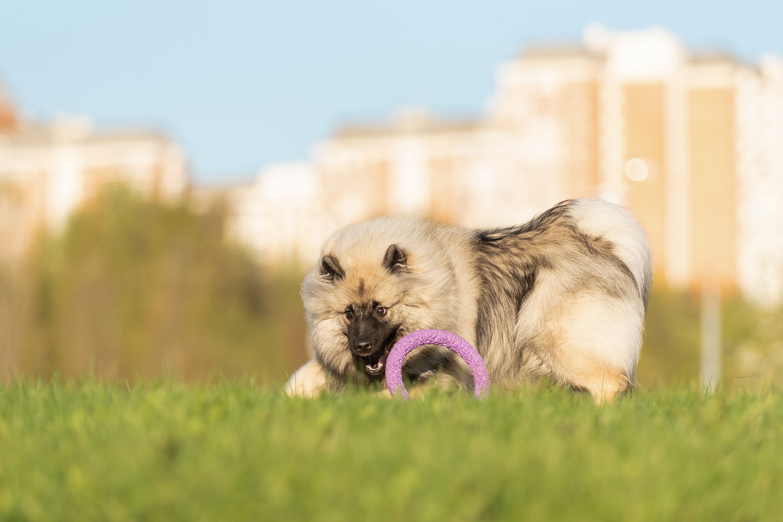 Шанти. Фотограф анималист в Казани Алина Сулейманова. Фотограф животных