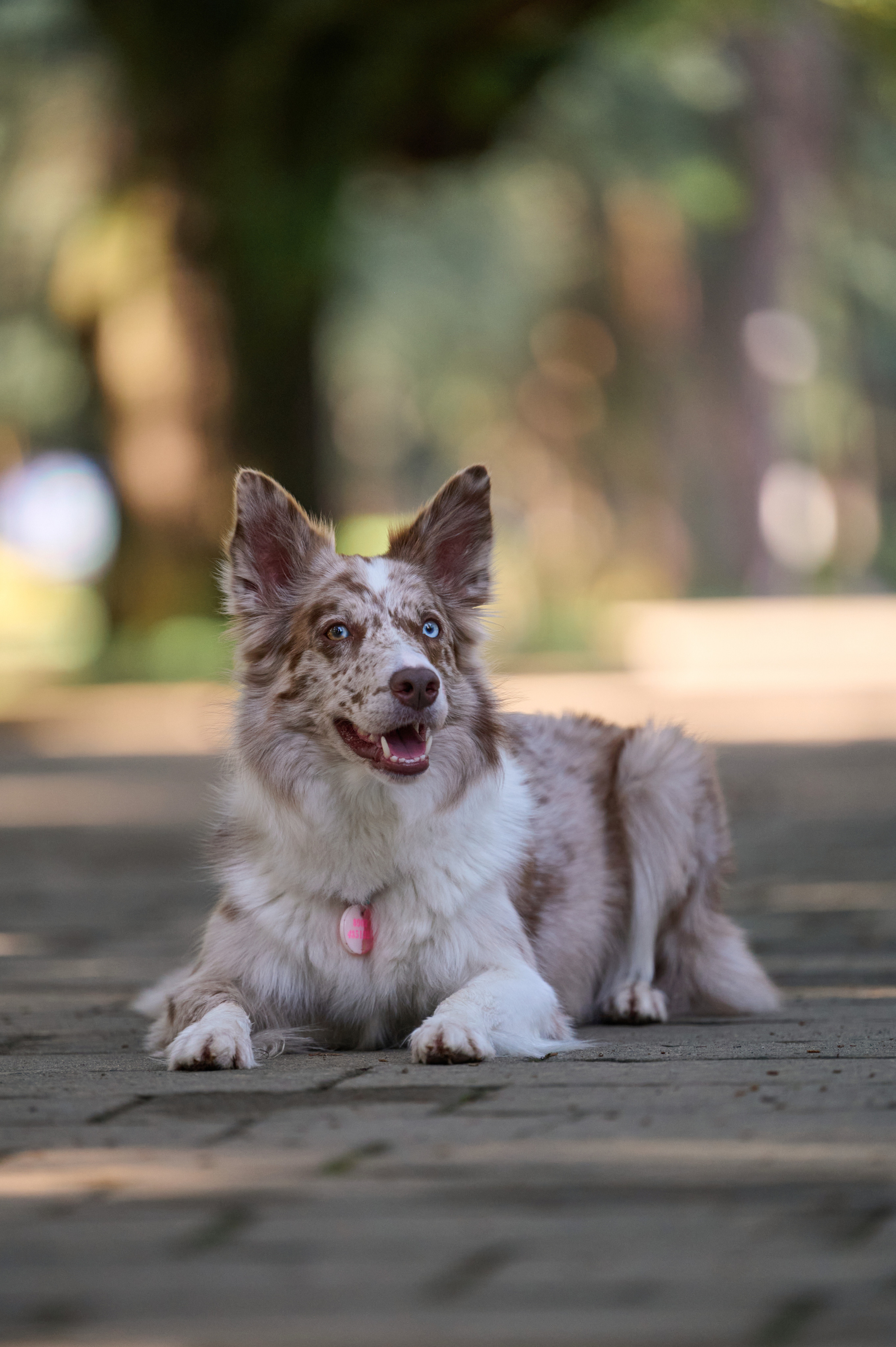 Полина и Бени. Фотограф анималист в Казани Алина Сулейманова. Фотограф животных