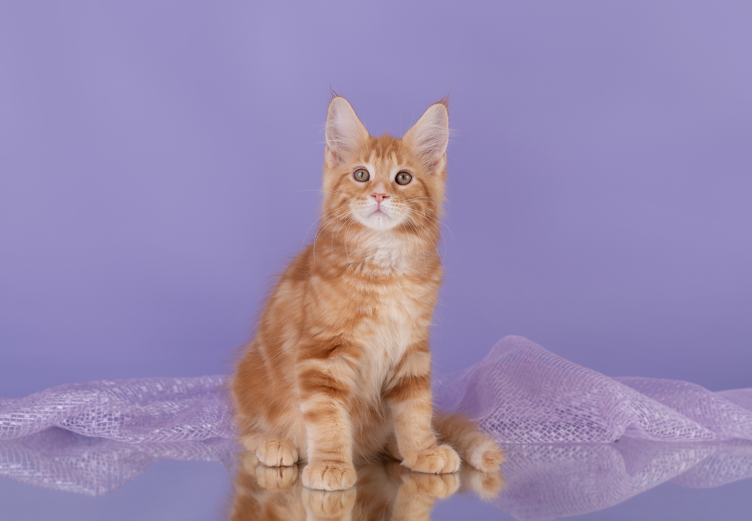 Котята в домашней студии. Фотограф анималист в Казани Алина Сулейманова. Фотограф животных