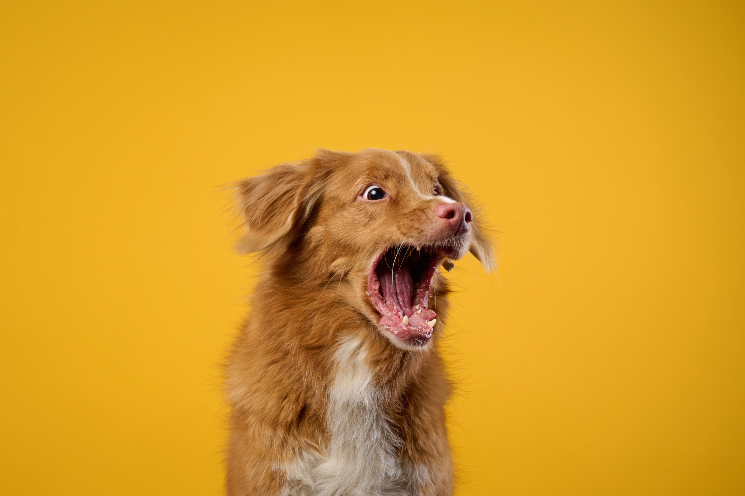 Рика. Фотограф анималист в Казани Алина Сулейманова. Фотограф животных