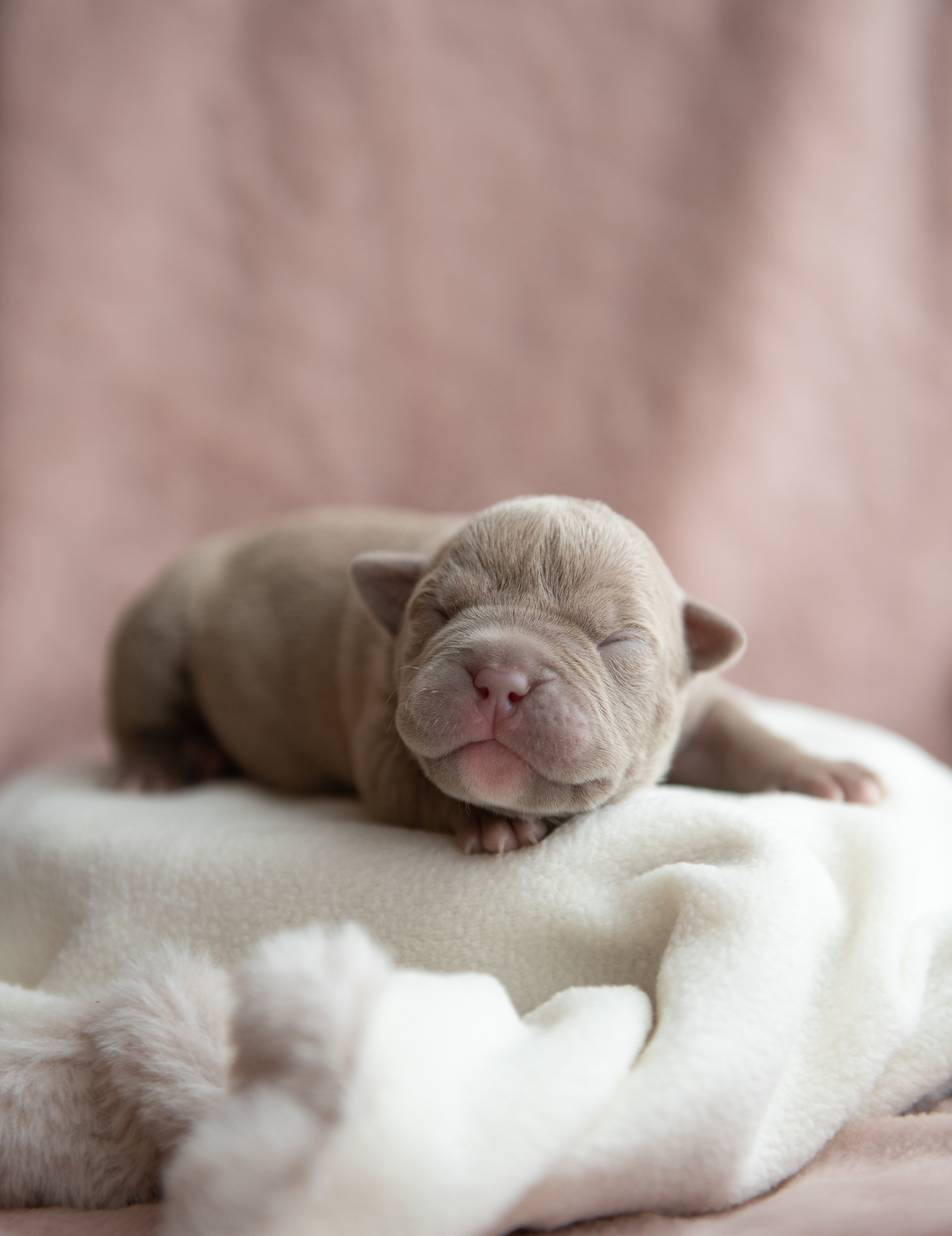 Щенки в домашней студии. Фотограф анималист в Казани Алина Сулейманова. Фотограф животных