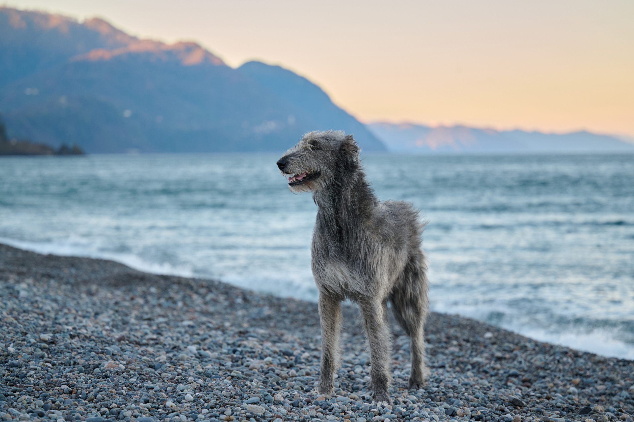 Марина и Эва. Фотограф анималист в Казани Алина Сулейманова. Фотограф животных