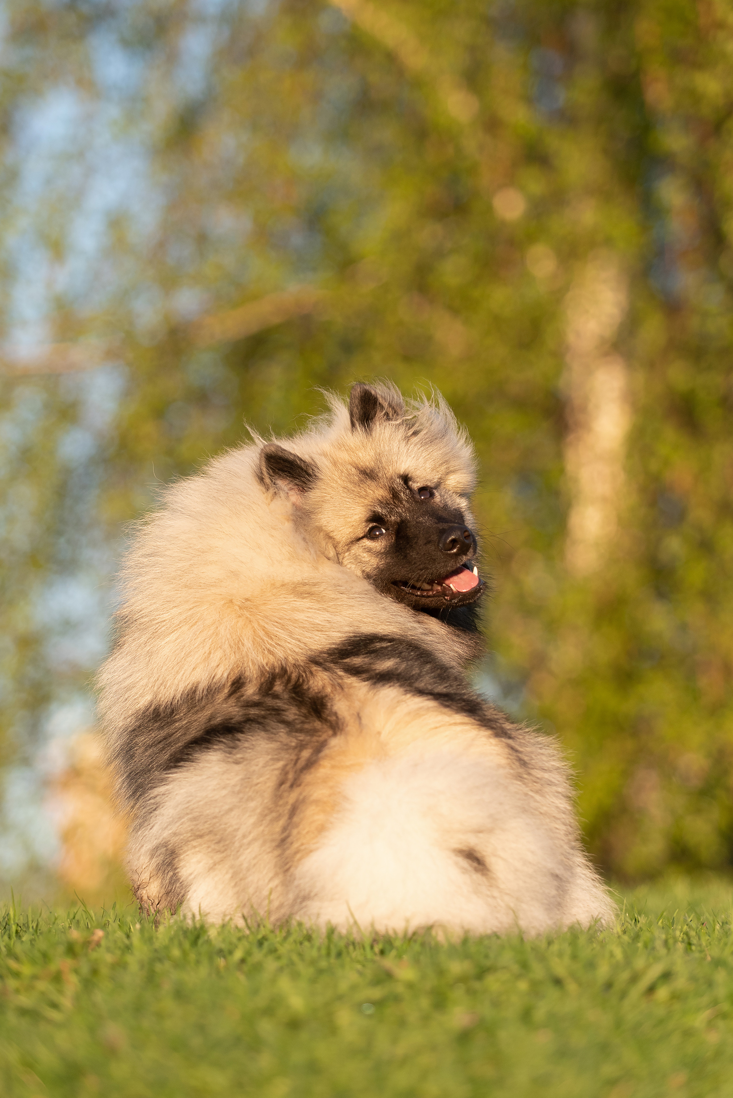 Шанти. Фотограф анималист в Казани Алина Сулейманова. Фотограф животных