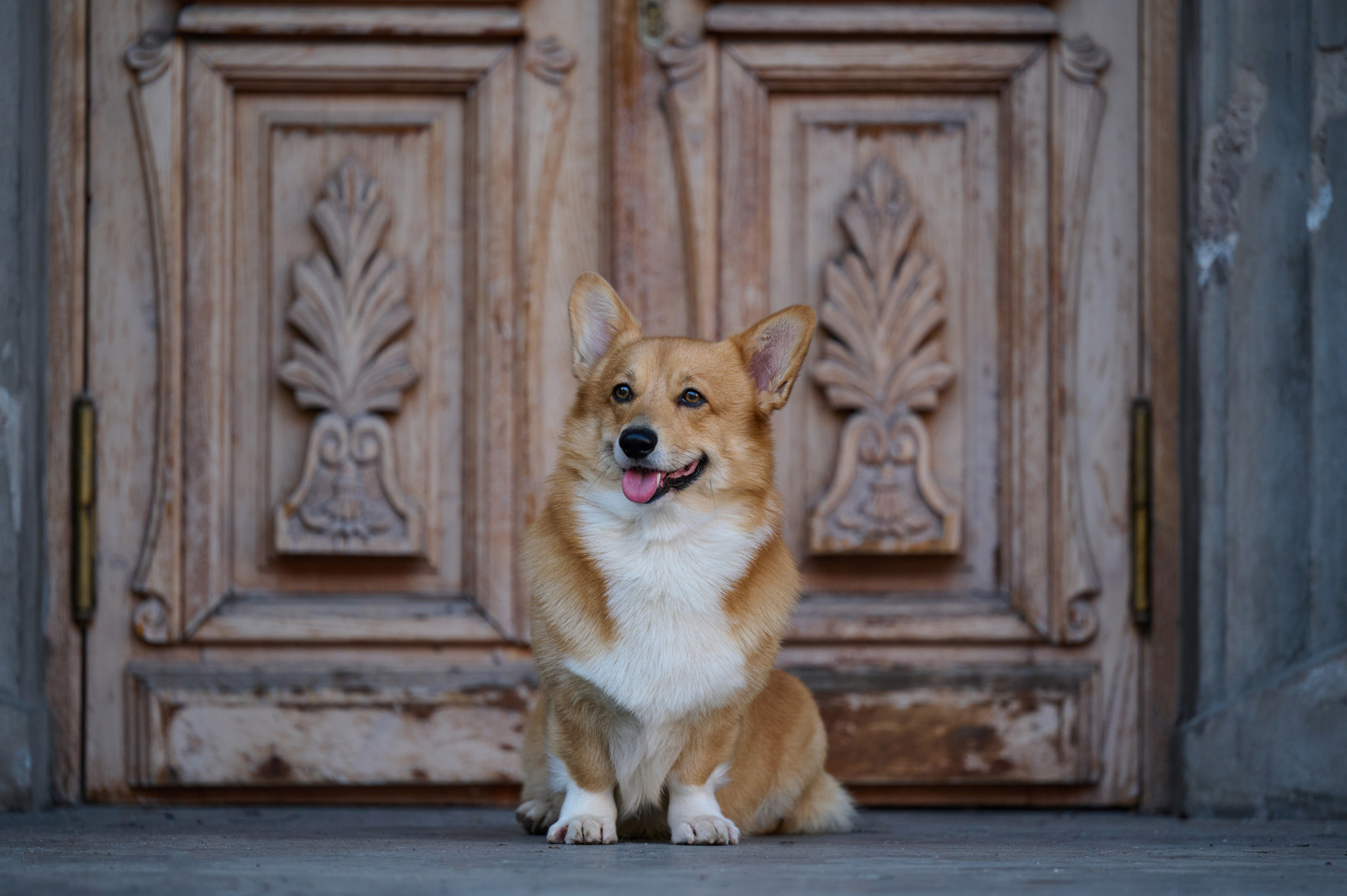 Полина и Вайрон. Фотограф анималист в Казани Алина Сулейманова. Фотограф животных