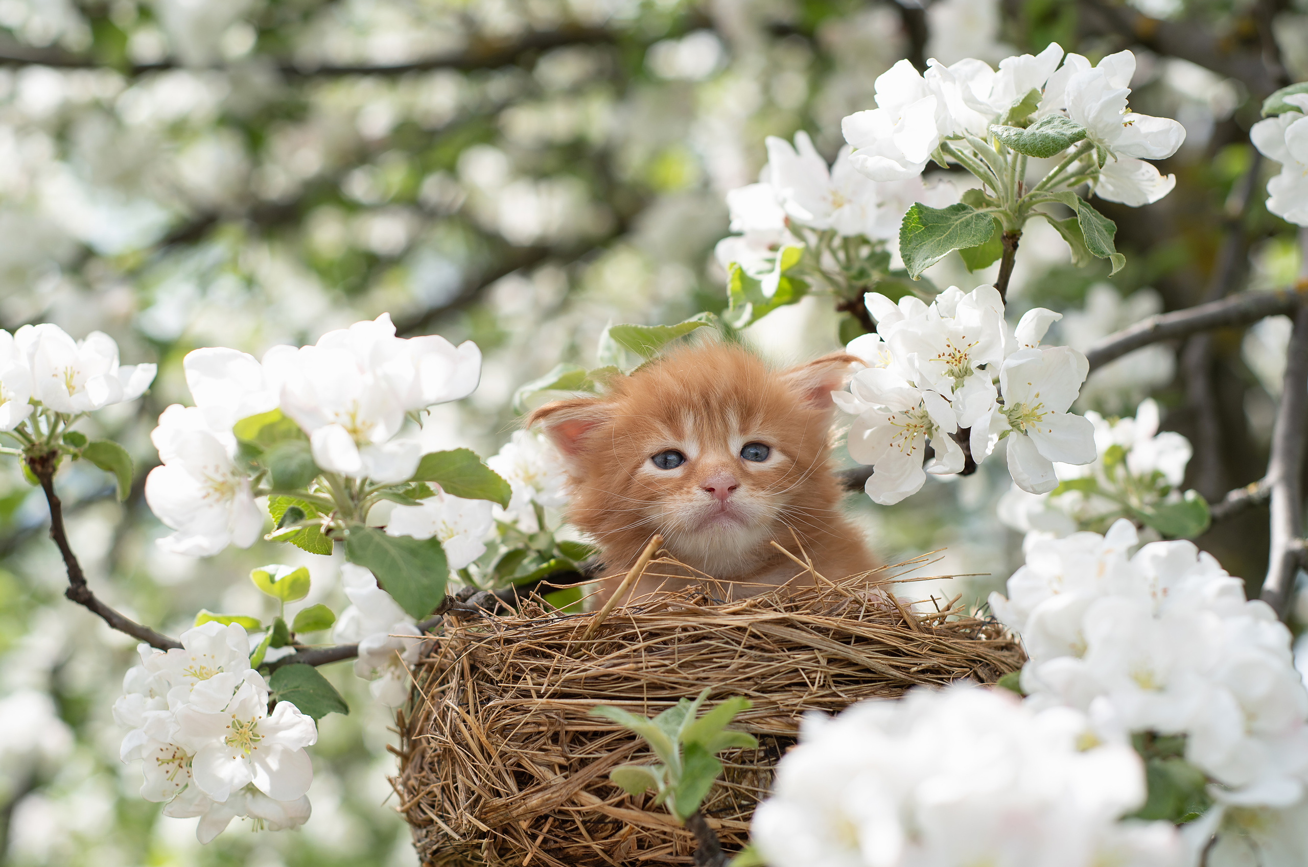 Щенки и котята на улице. Фотограф анималист в Казани Алина Сулейманова. Фотограф животных
