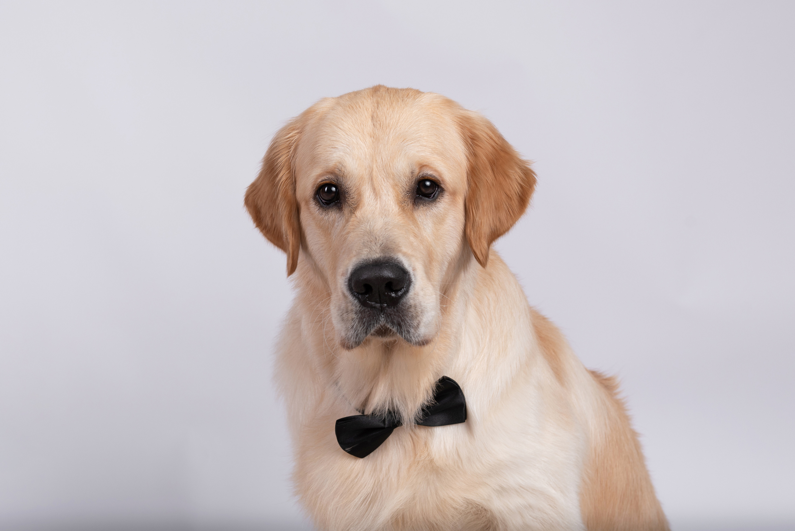 Чарли 1 год. Фотограф анималист в Казани Алина Сулейманова. Фотограф животных