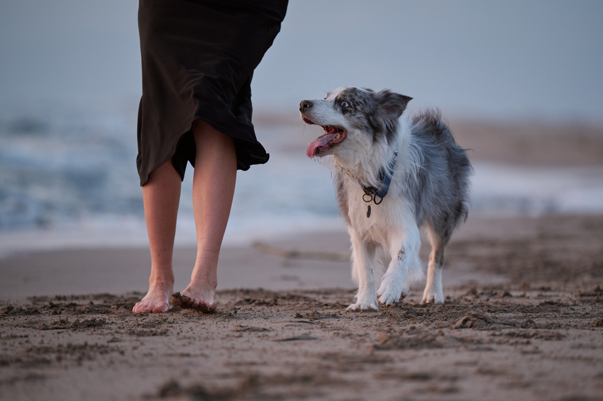 Мария и Декс, на берегу моря. Фотограф анималист в Казани Алина Сулейманова. Фотограф животных