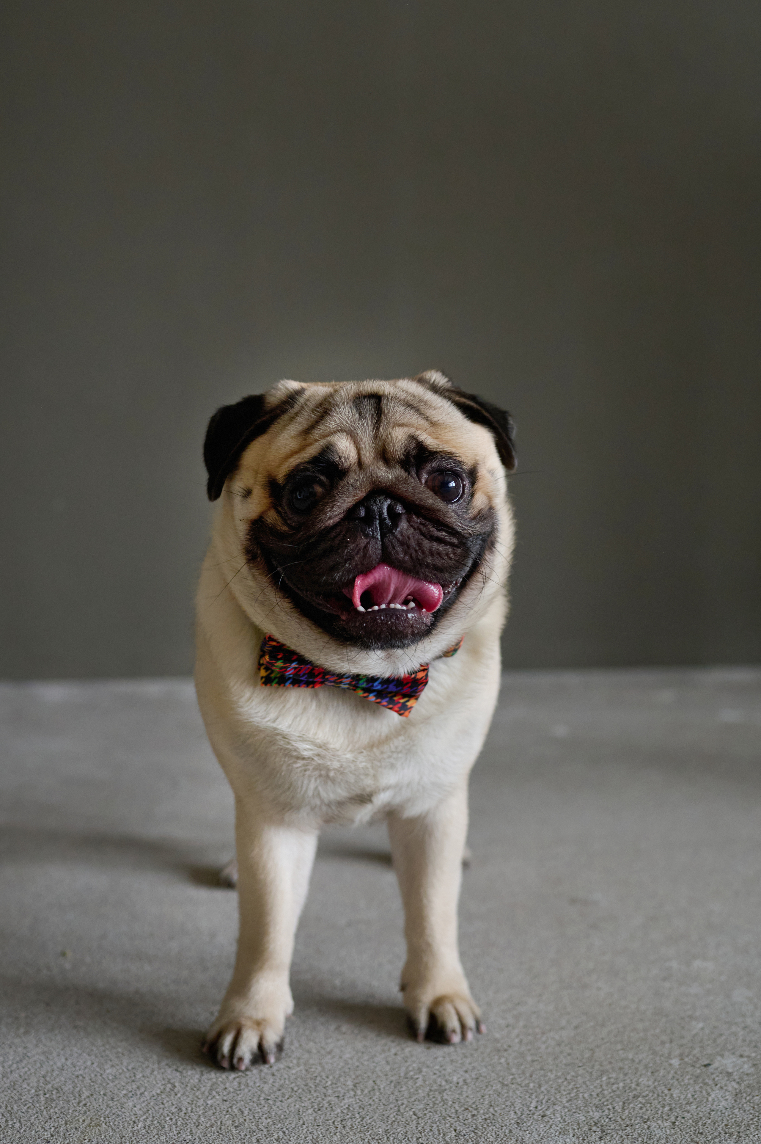 Мама и дочь. Фотограф анималист в Казани Алина Сулейманова. Фотограф животных