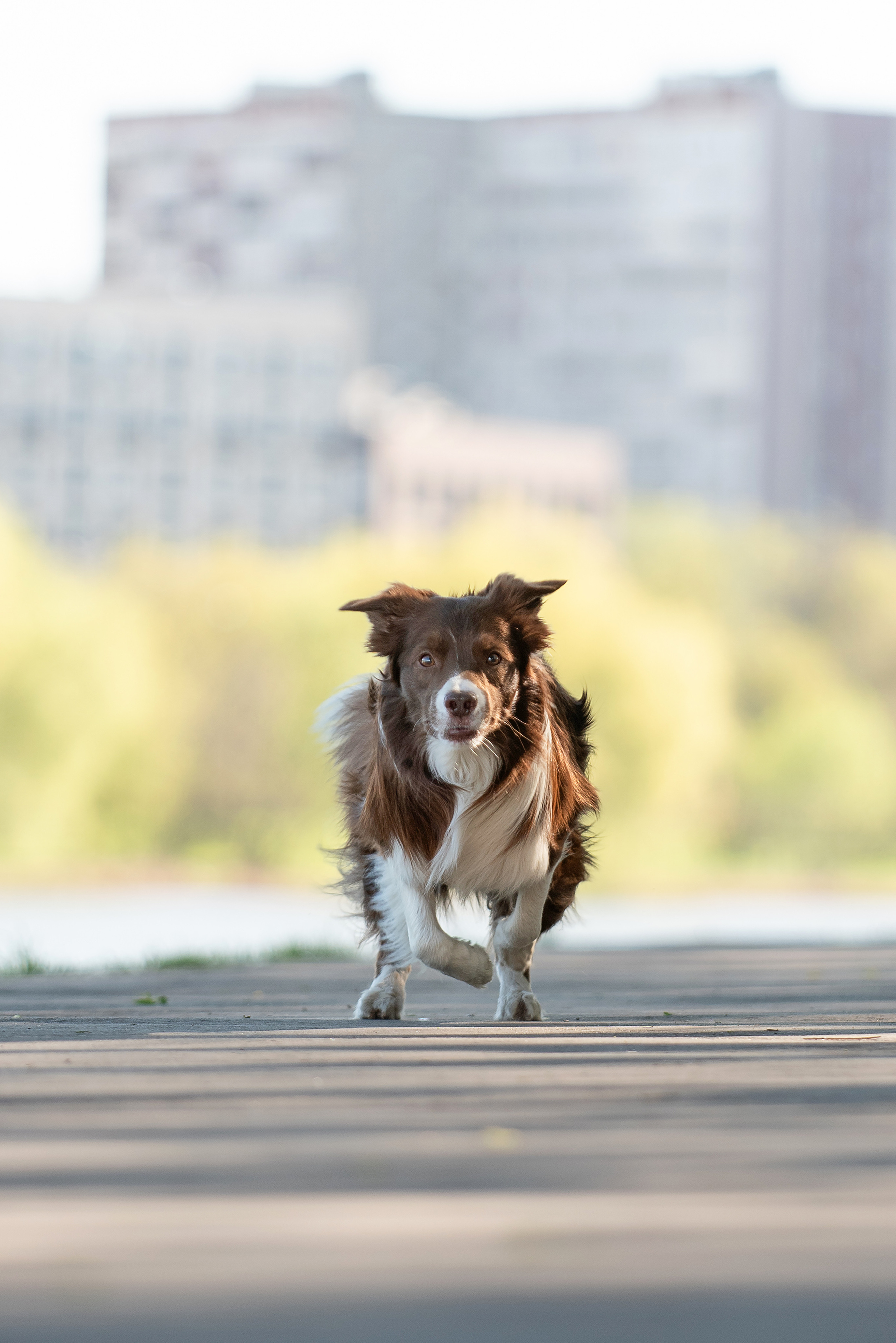Фарго. Фотограф анималист в Казани Алина Сулейманова. Фотограф животных