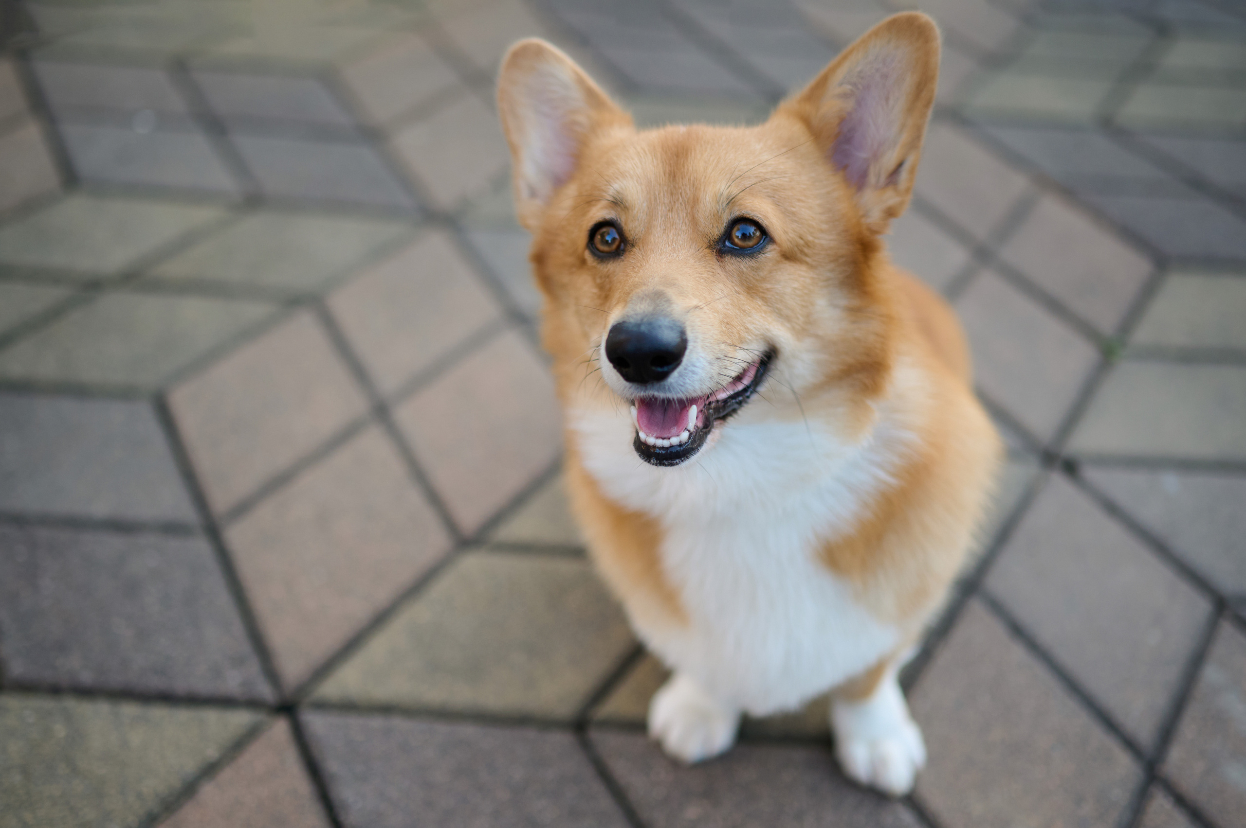 Полина и Вайрон. Фотограф анималист в Казани Алина Сулейманова. Фотограф животных